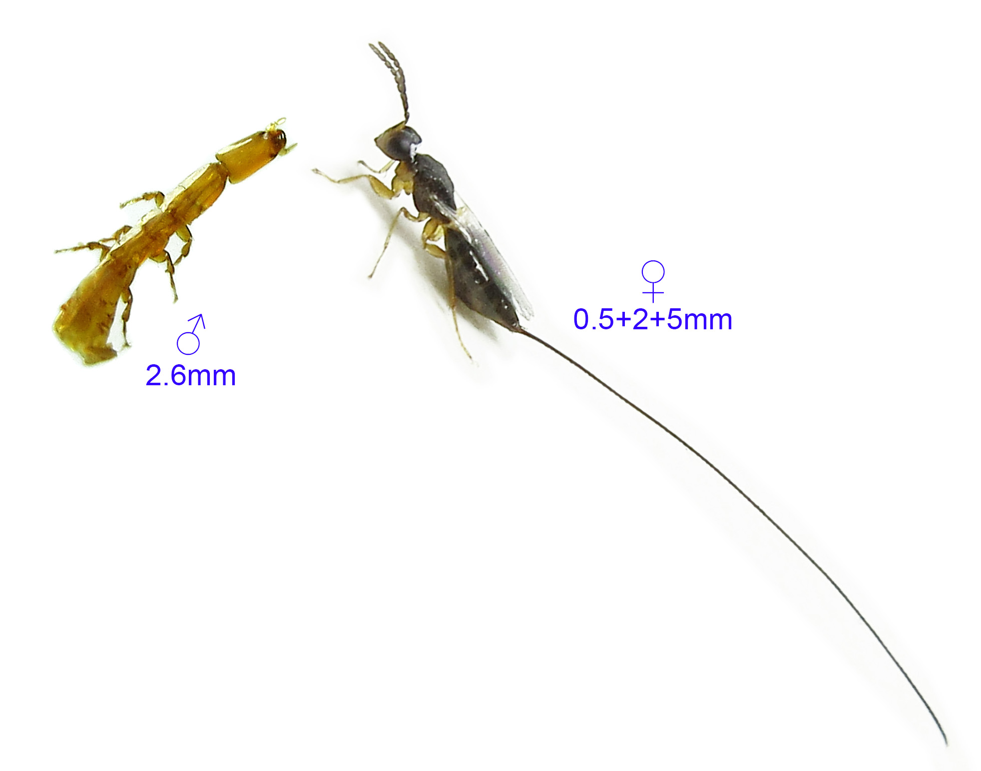 Non-Pollinator of  Ficus lepicarpa 鱗果榕