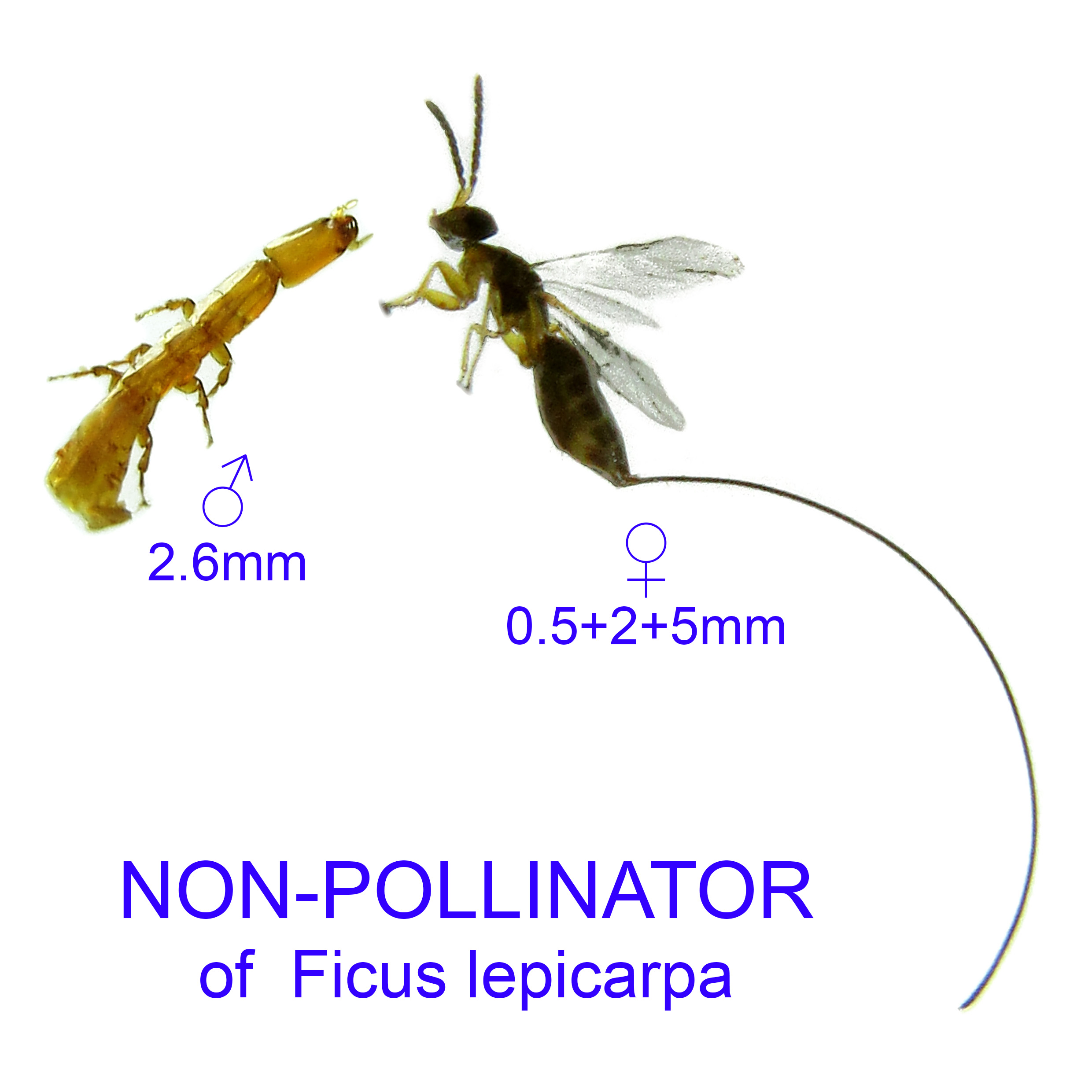 Ficus lepicarpa non-pollinator