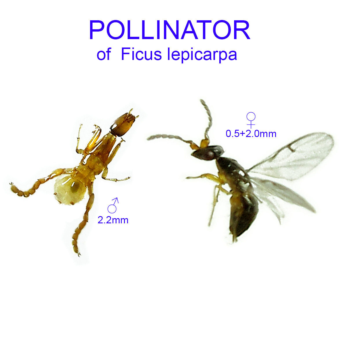 Ficus lepicarpa pollinator