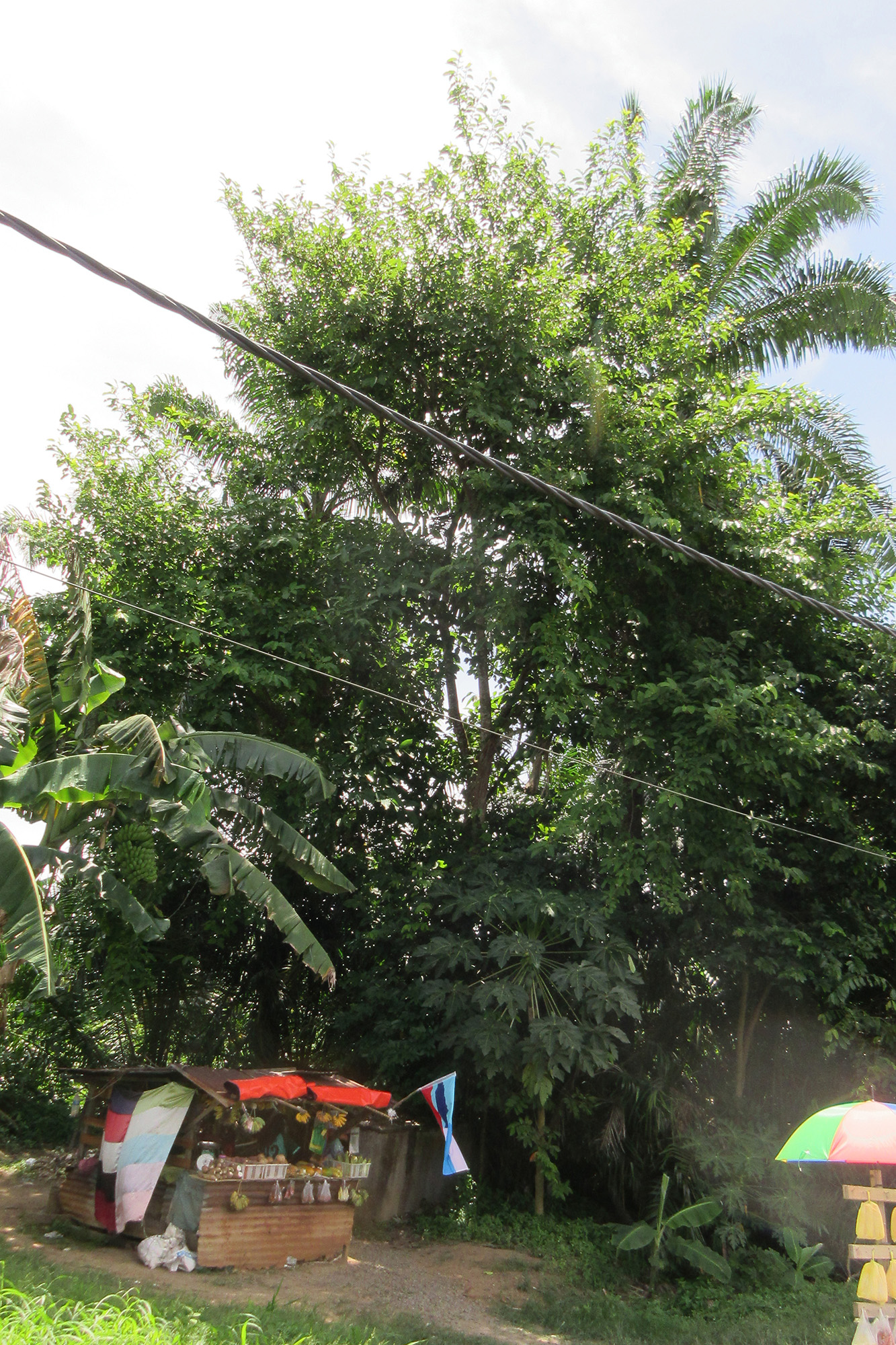 Ficus melinocarpa tree