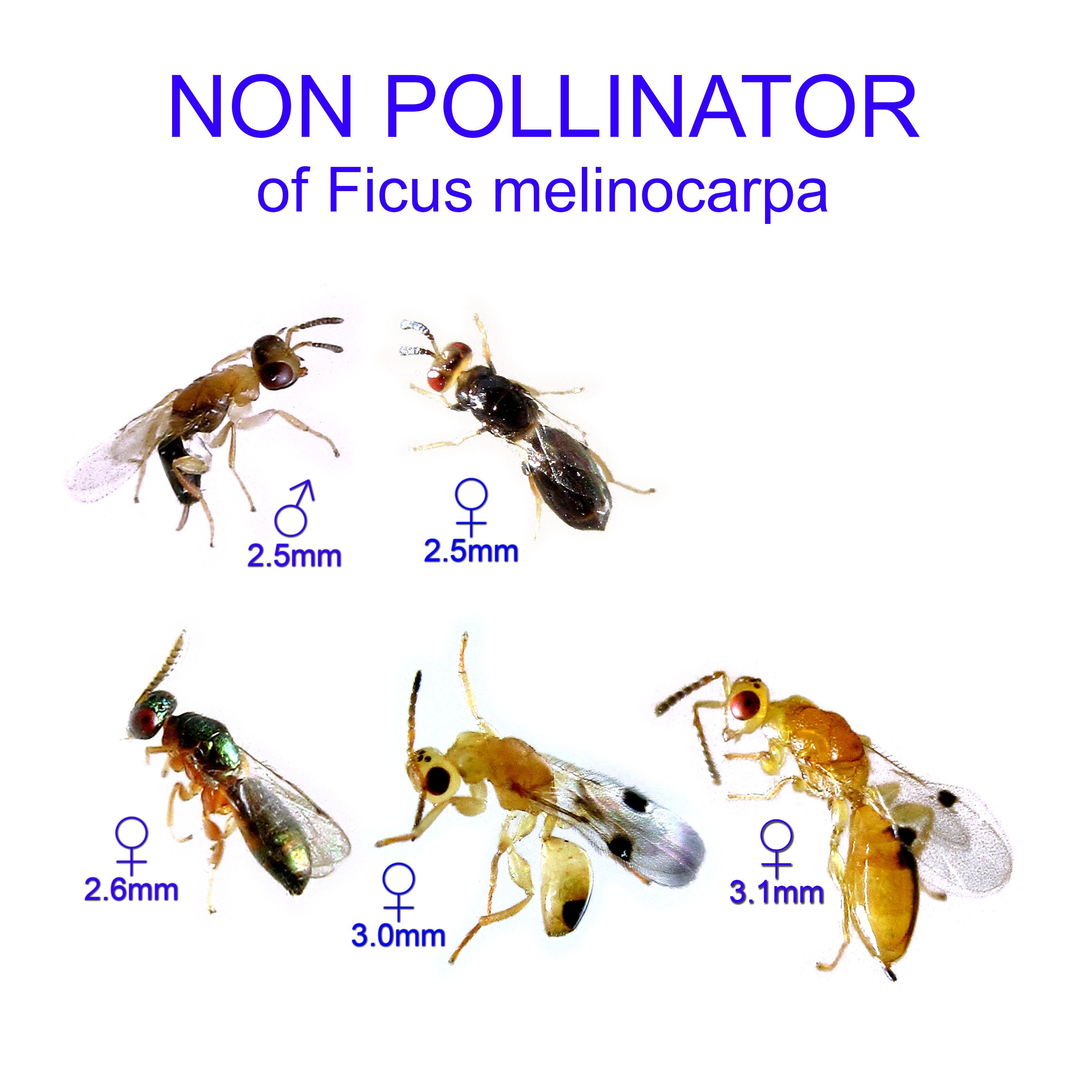 Ficus melinocarpa non-pollinator