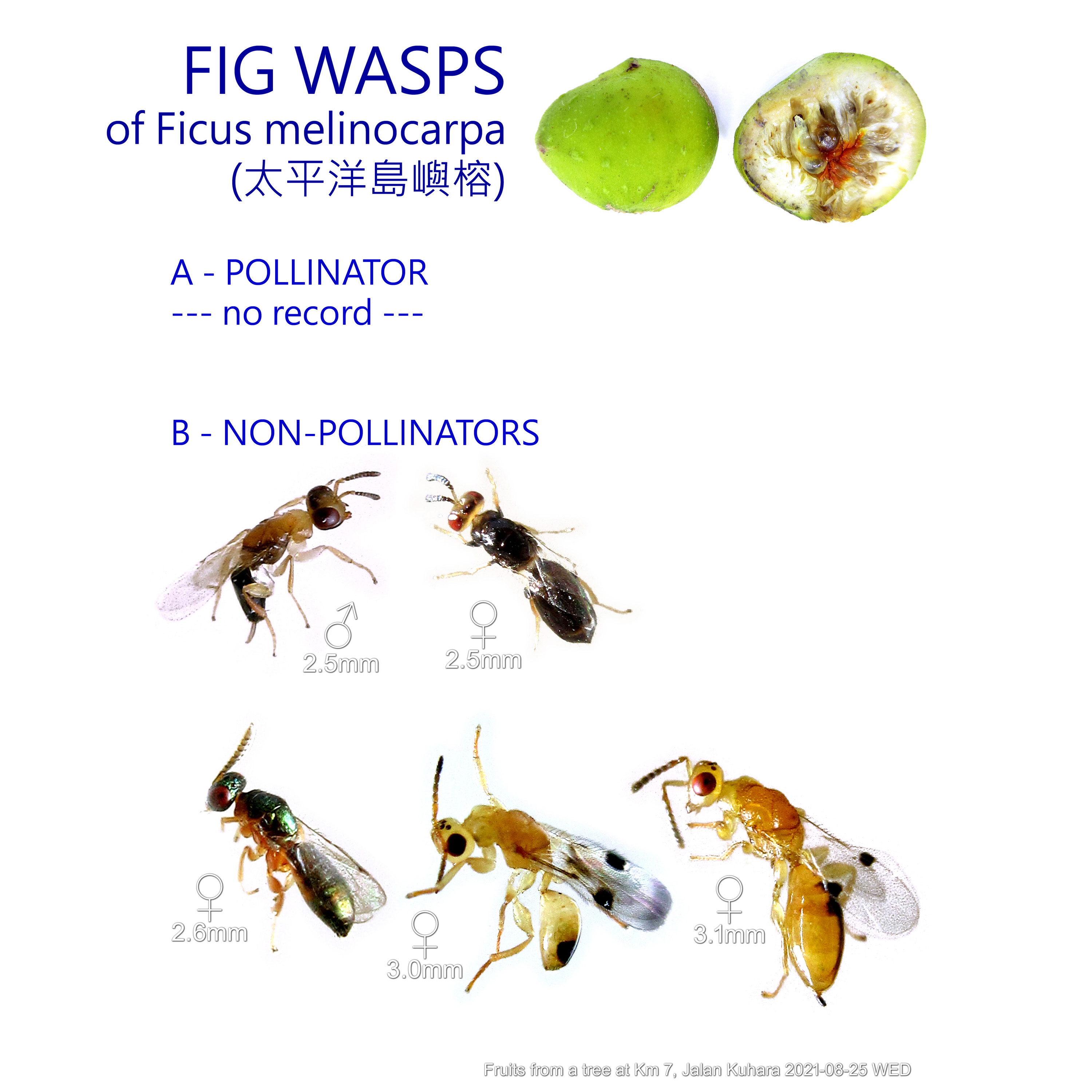 Ficus melinocarpa wasp