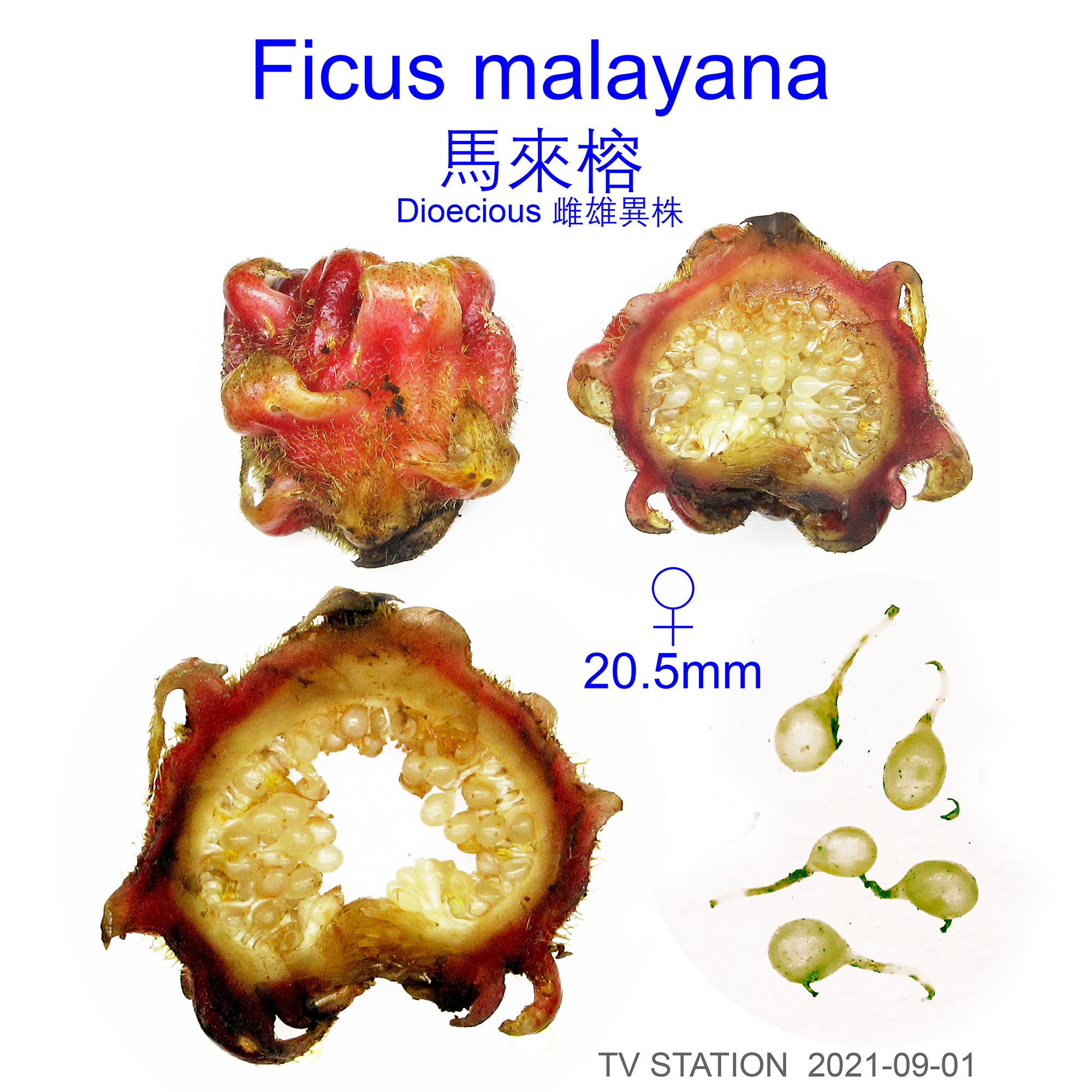 Ficus malayana detailed
