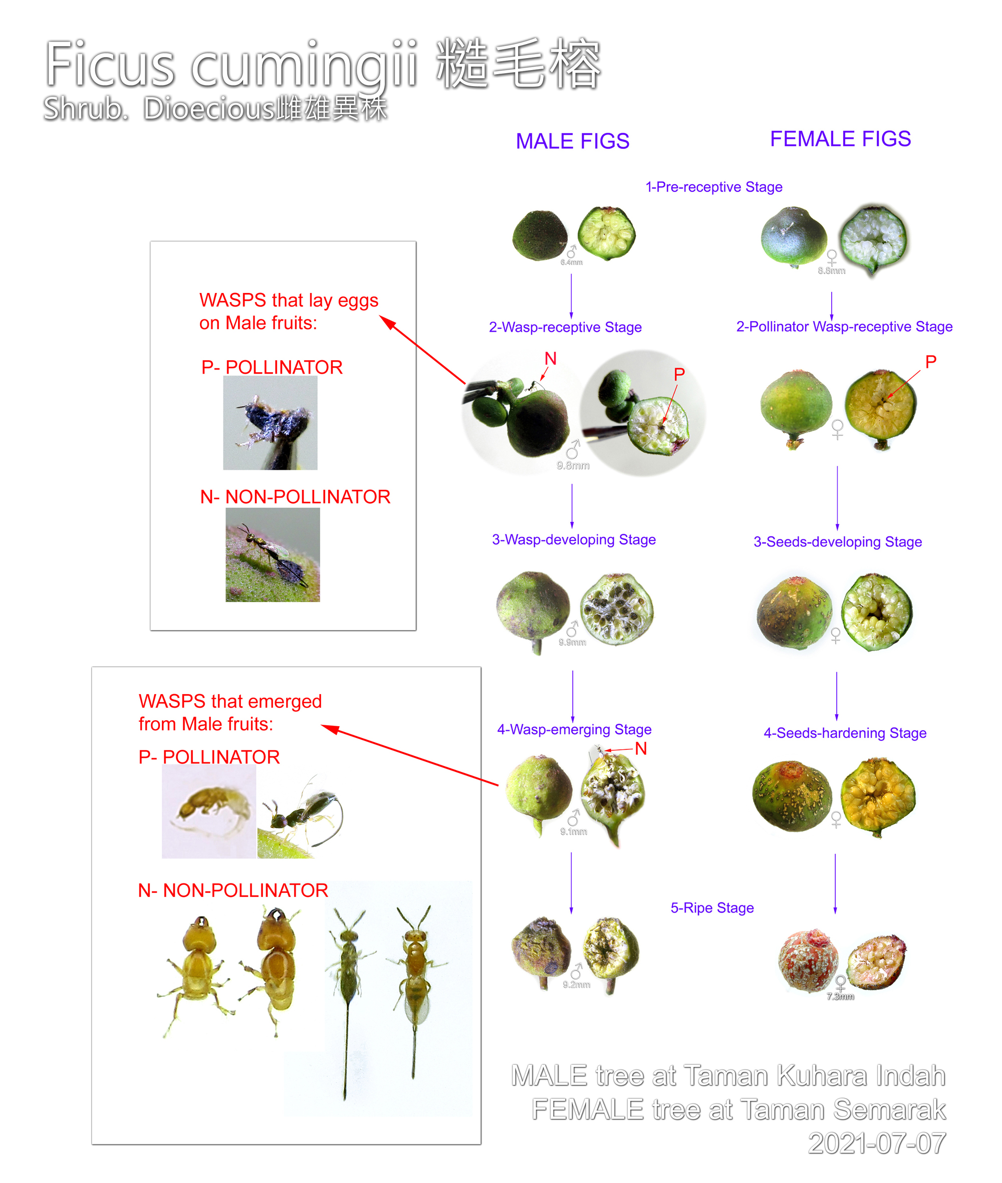 Ficus cumingii 糙毛榕