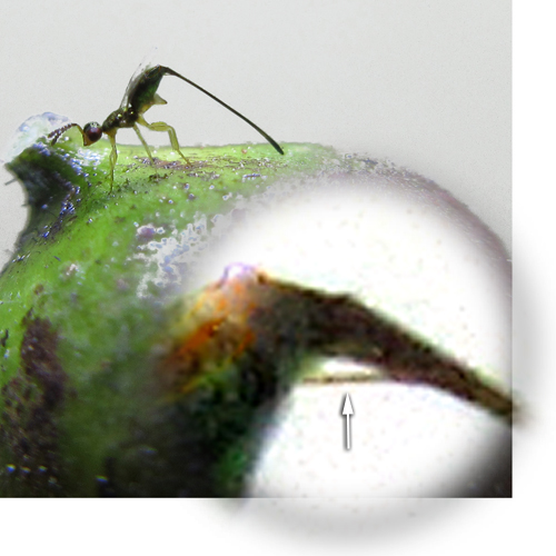 A Parasitoid Wasp laying egg on a Ficus cumingii 