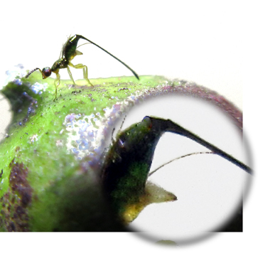A Parasitoid Wasp laying egg on a Ficus cumingii 