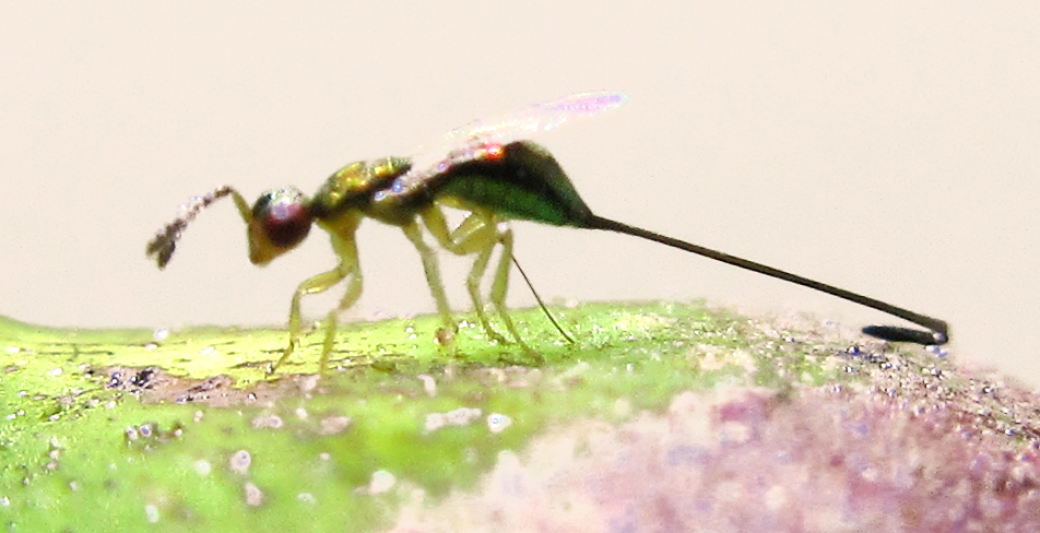 A female Parasitoid wasp