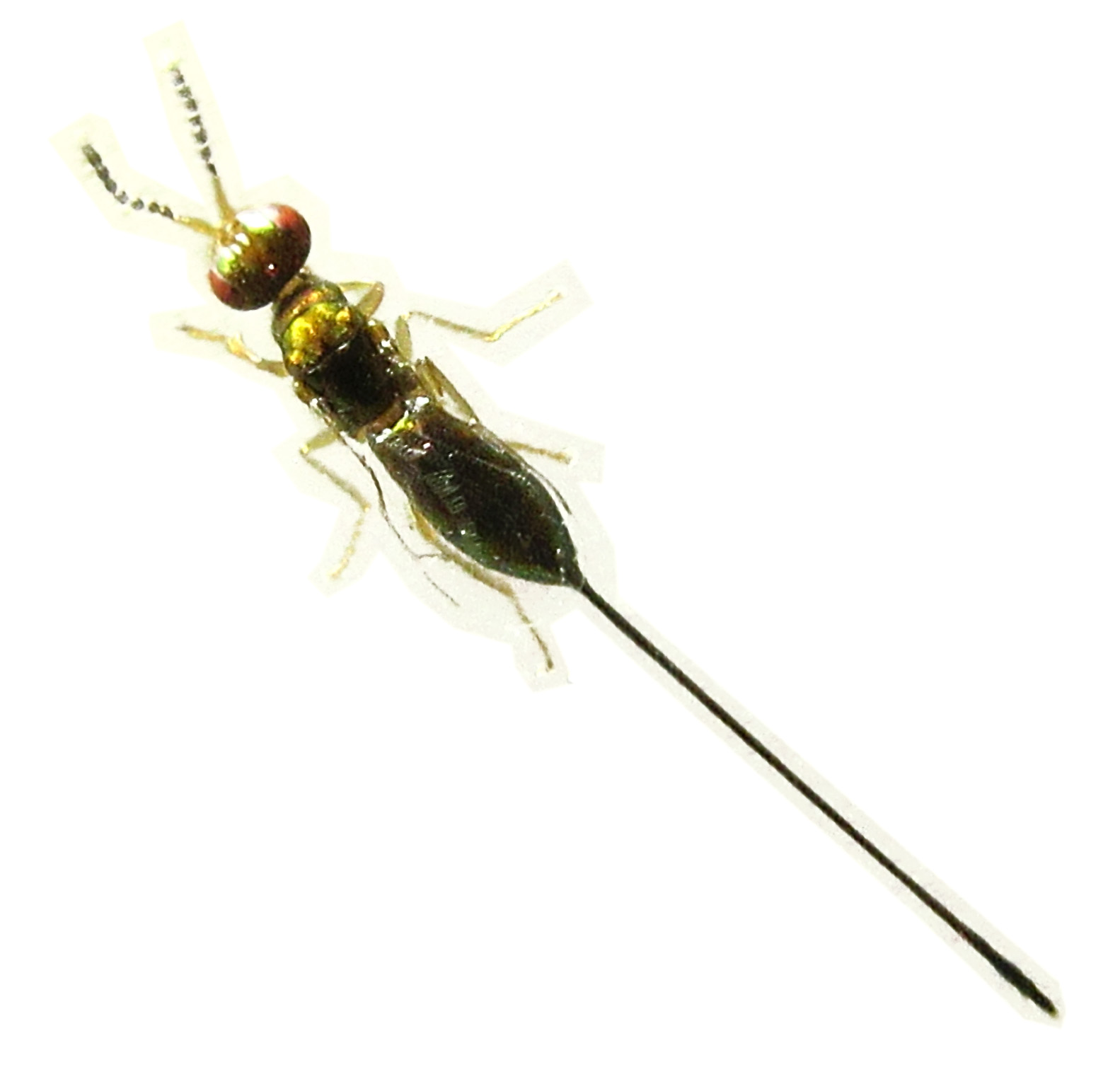 NON-POLLINATORS of Ficus cumingii