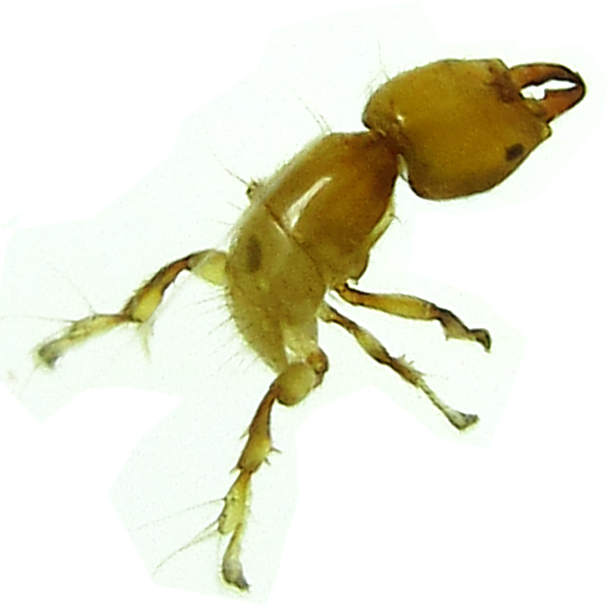 NON-POLLINATORS of Ficus cumingii