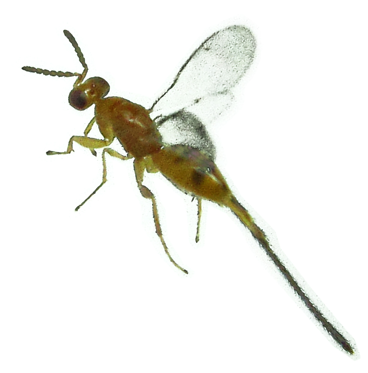 NON-POLLINATORS of Ficus cumingii 