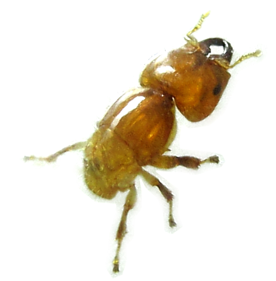 NON-POLLINATORS of Ficus cumingii 