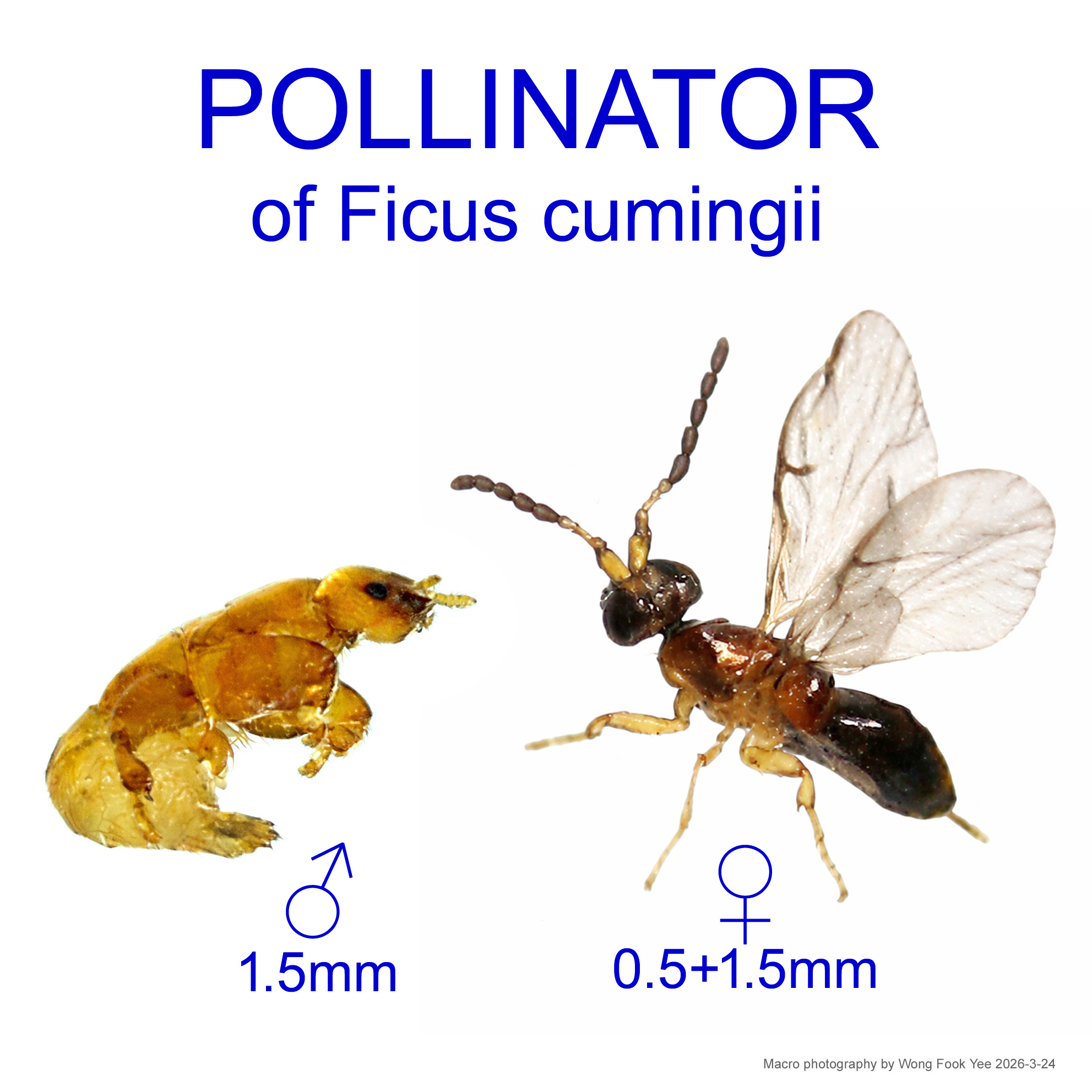 MALE and FEMALE pollinator (Fig wasp) of Ficus cumingii