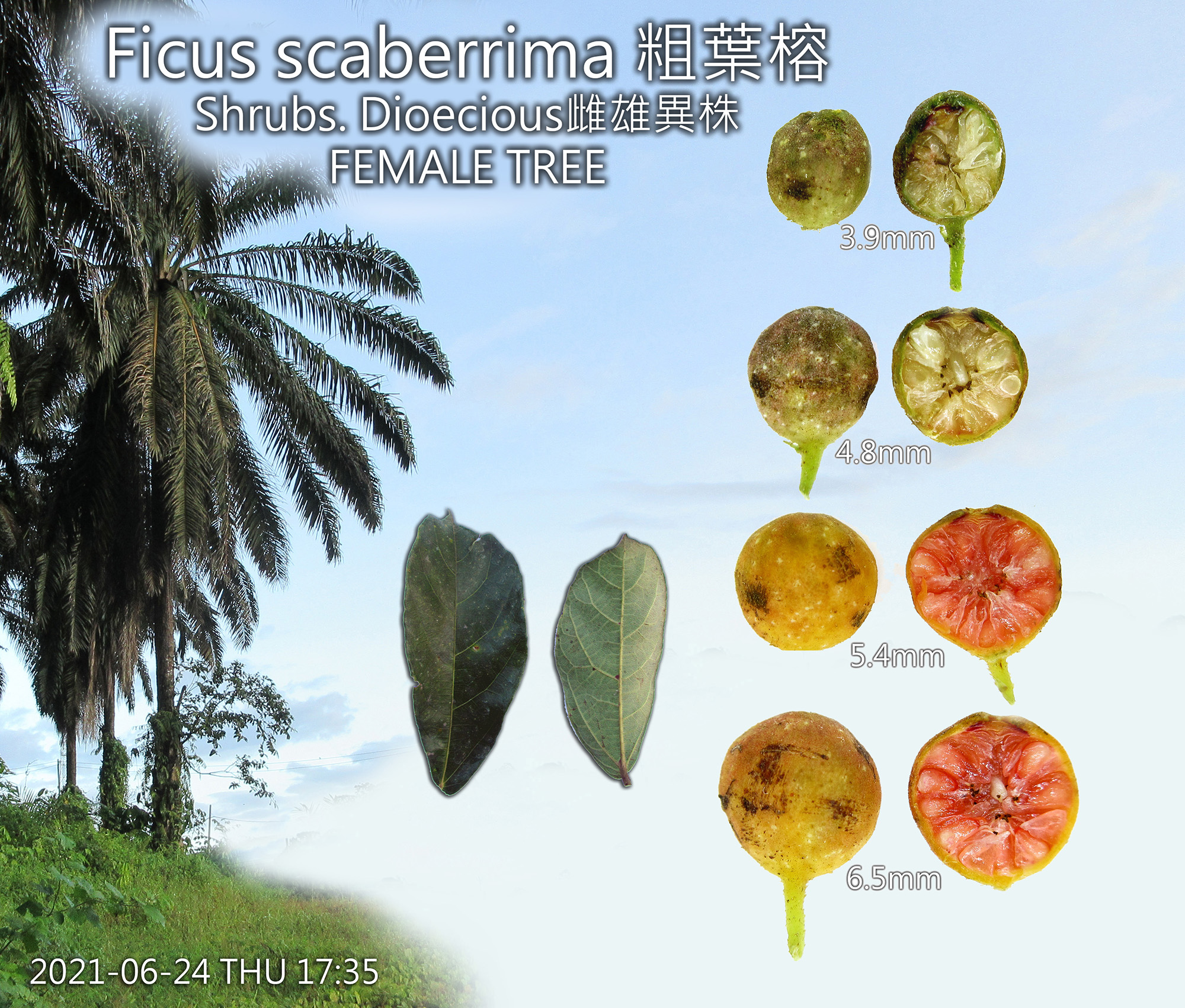 Ficus scaberrima 粗葉榕