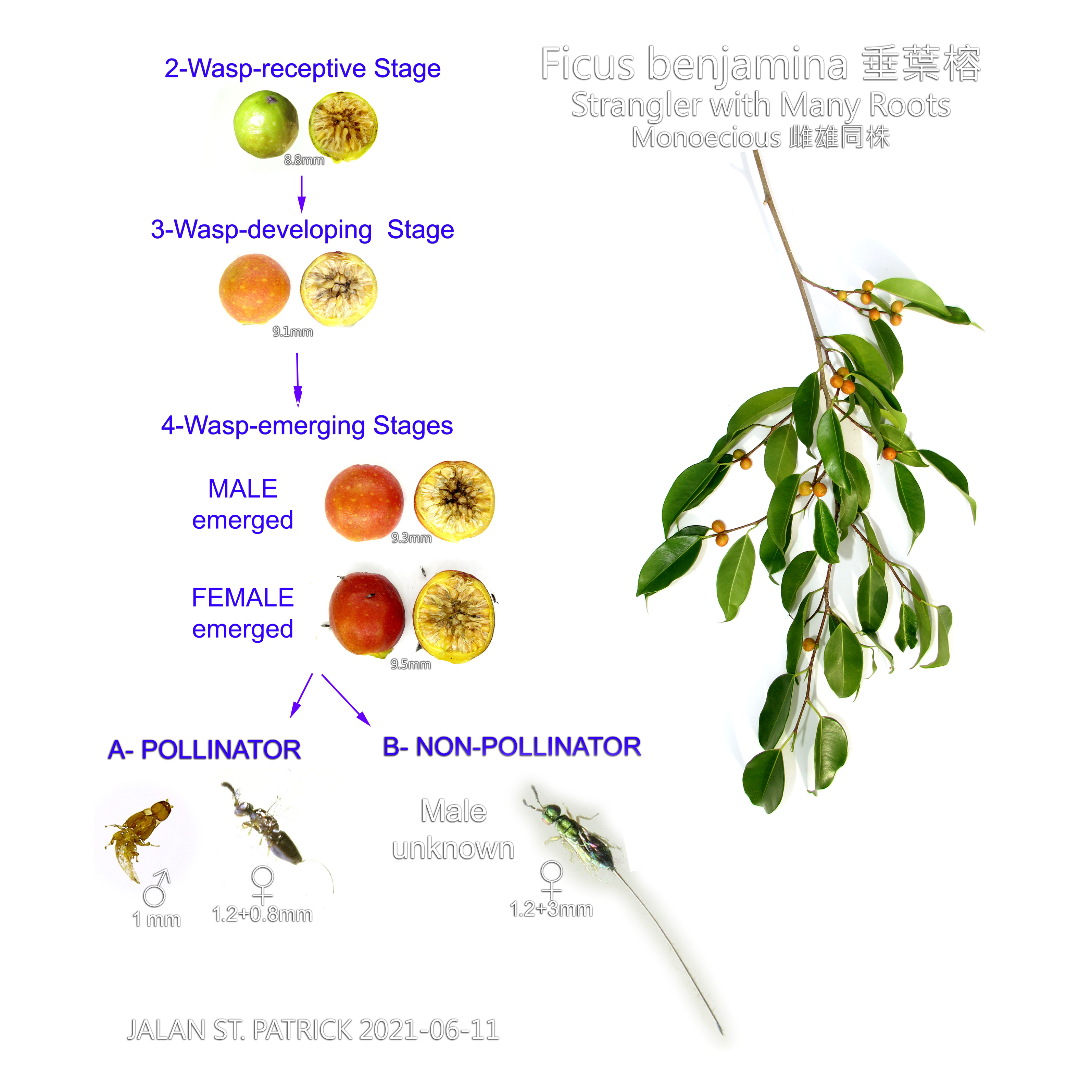 垂葉榕 Ficus benjamina
