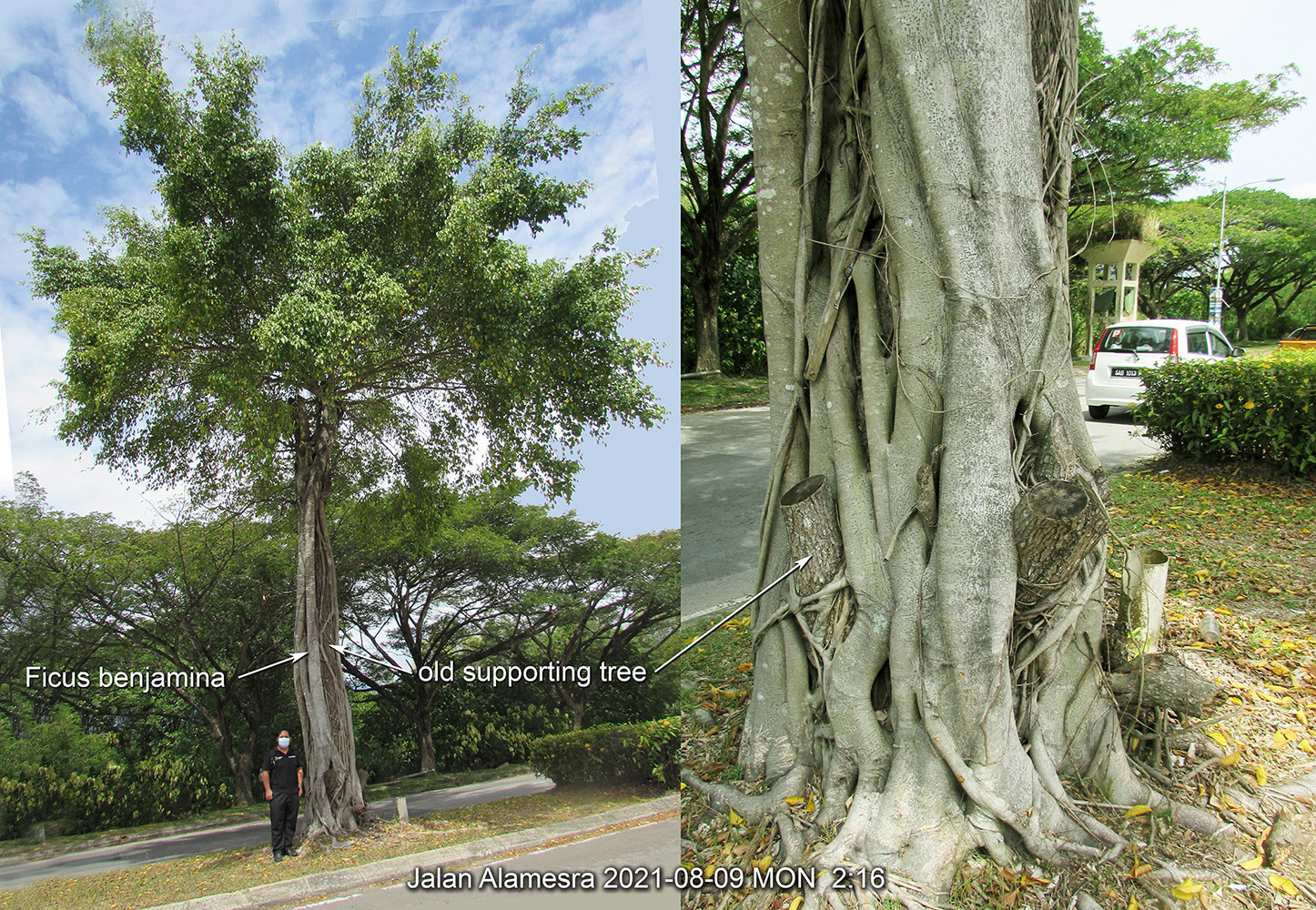 A young Ficus benjamina strangler fig. The supporting tree can also be seen is now dead.