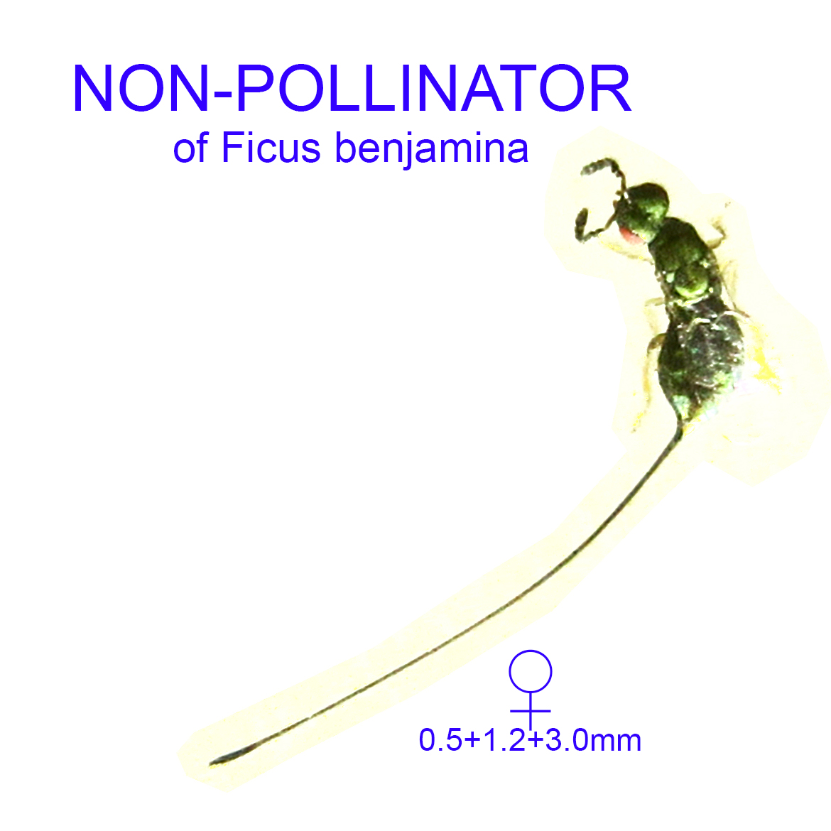 Ficus benjamina non-pollinator