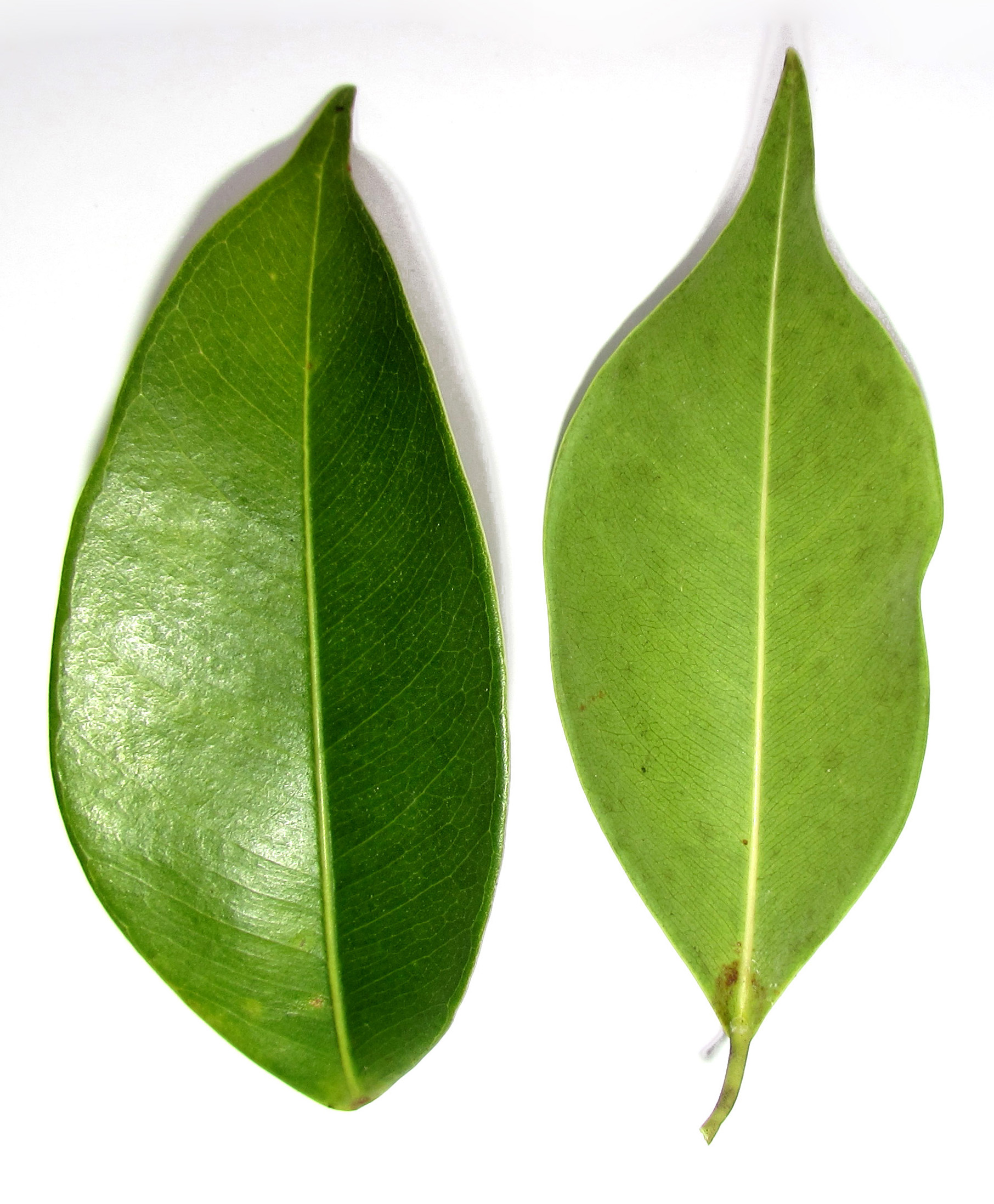 Ficus benjamina leaves