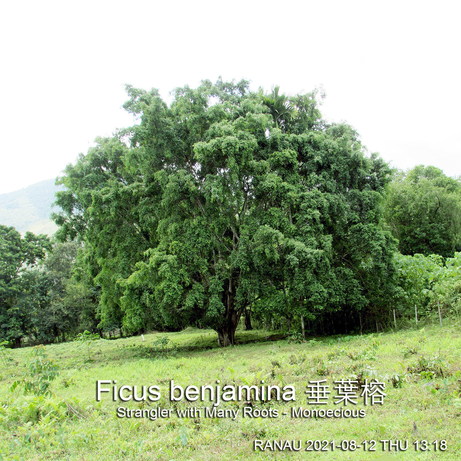 Ficus benjamina at a farm beside Ranau Petronas Station