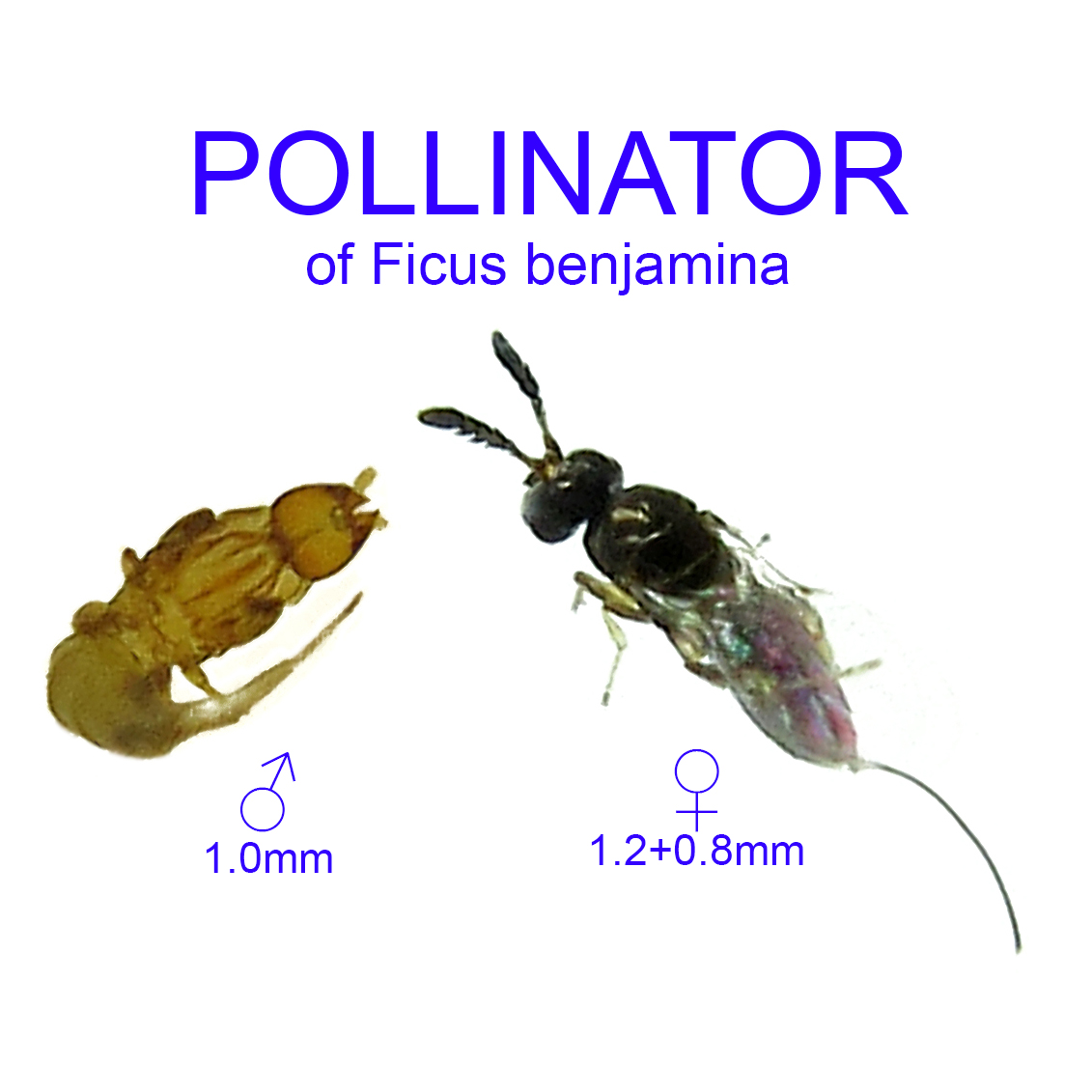 Ficus benjamina pollinator