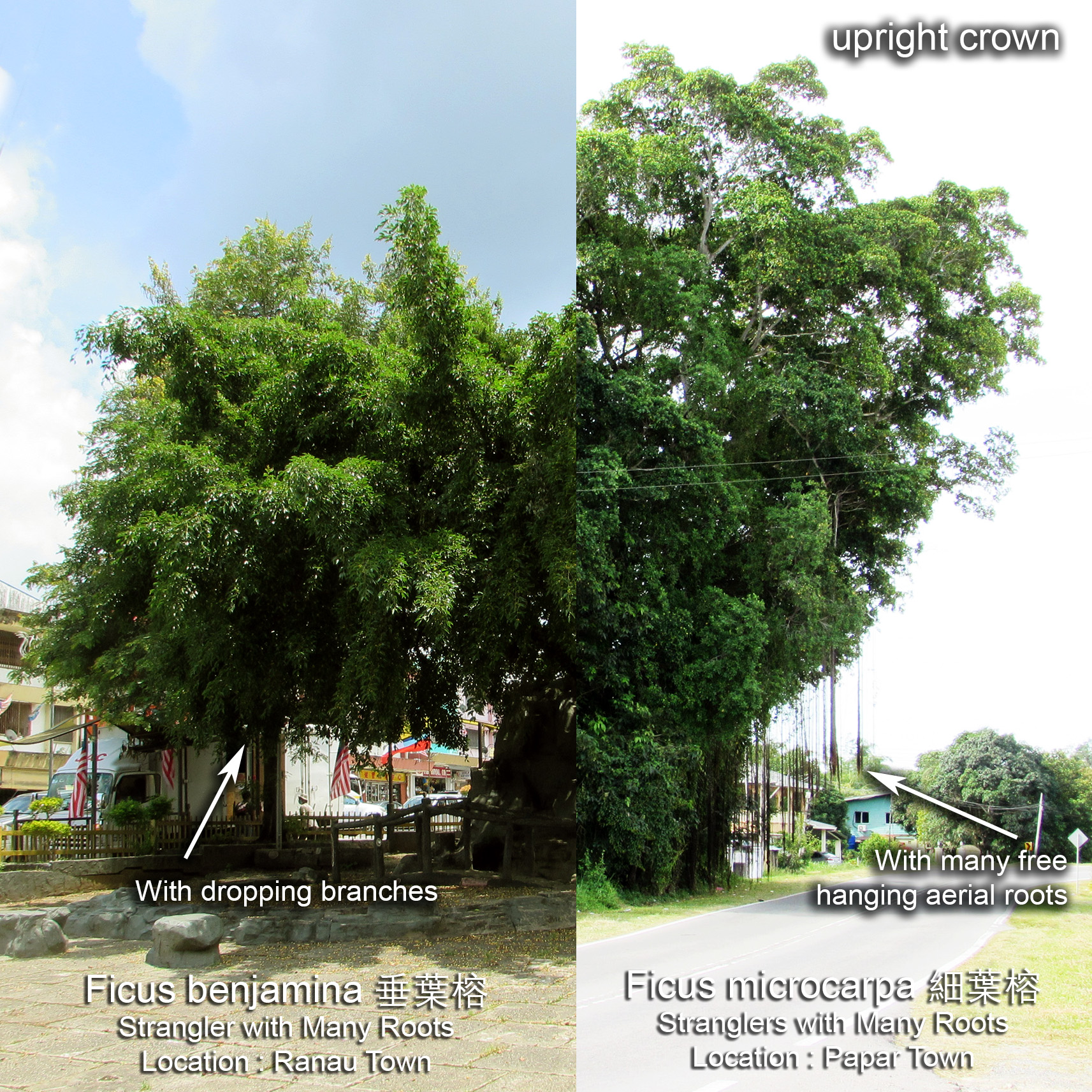 Comparison between Ficus benjamina and Ficus microcarpa