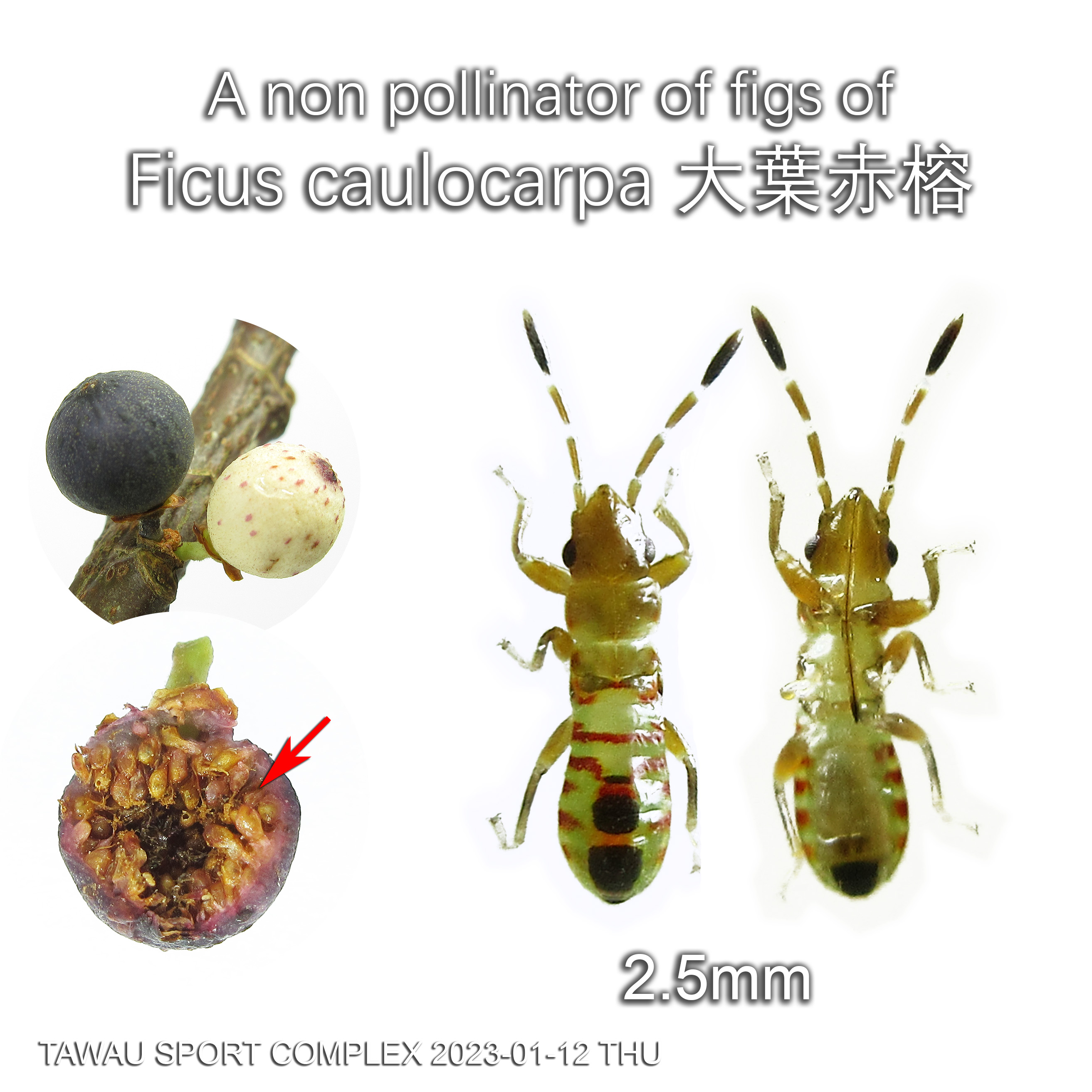 A non pollinator of figs of Ficus caulocarpa 大葉赤榕