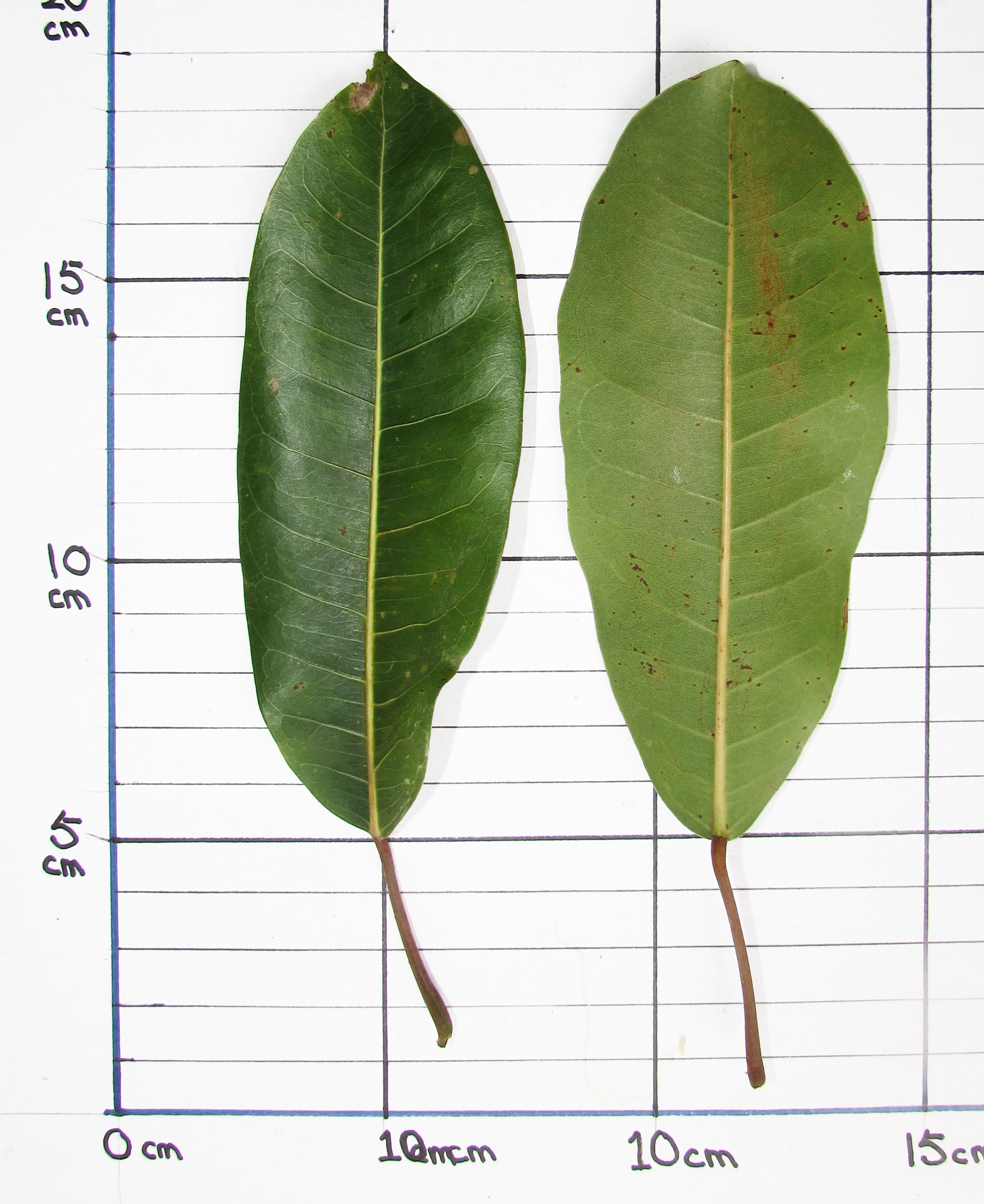 Leave from Ficus caulocarpa 大葉赤榕