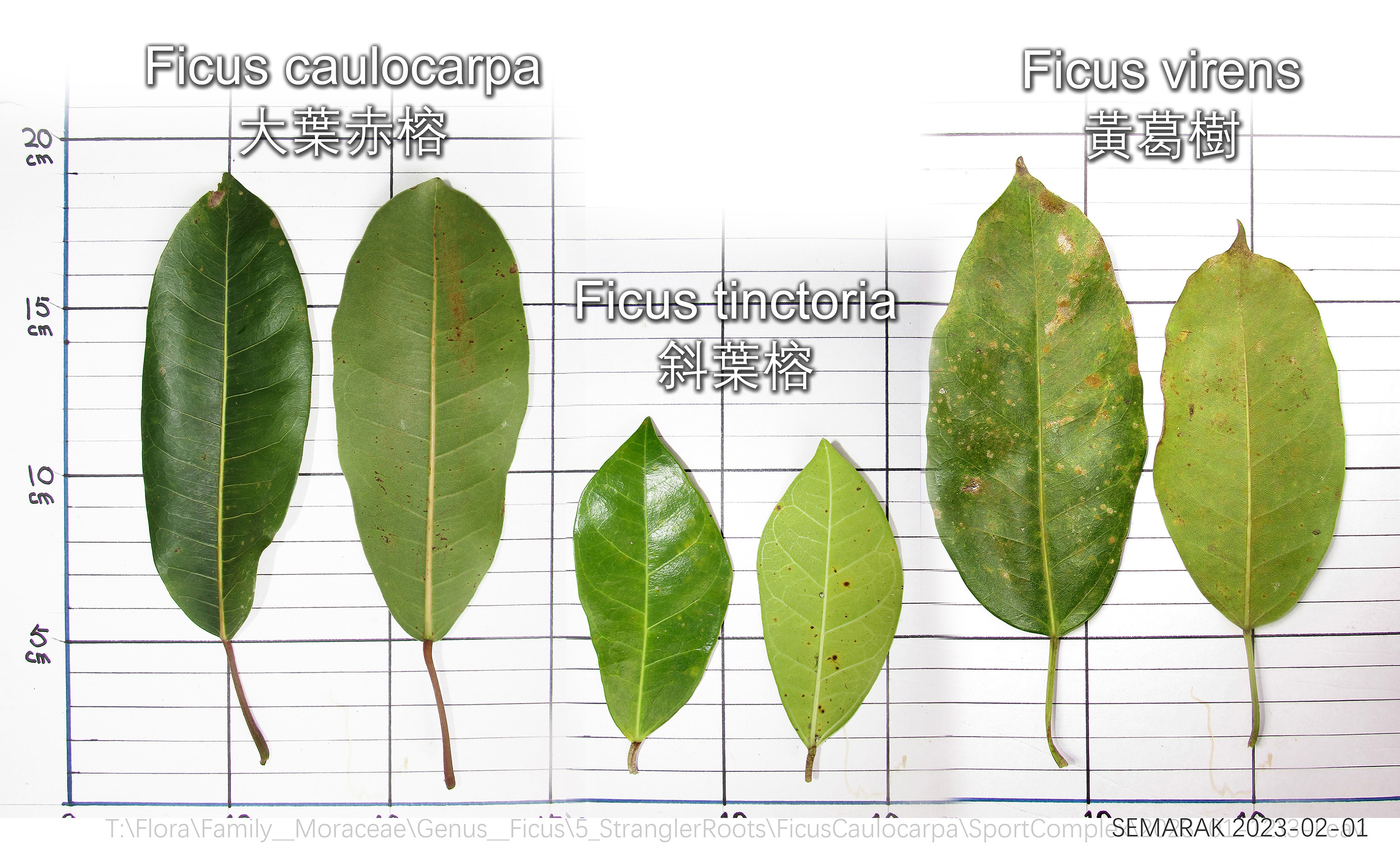 Ficus caulocarpa root system