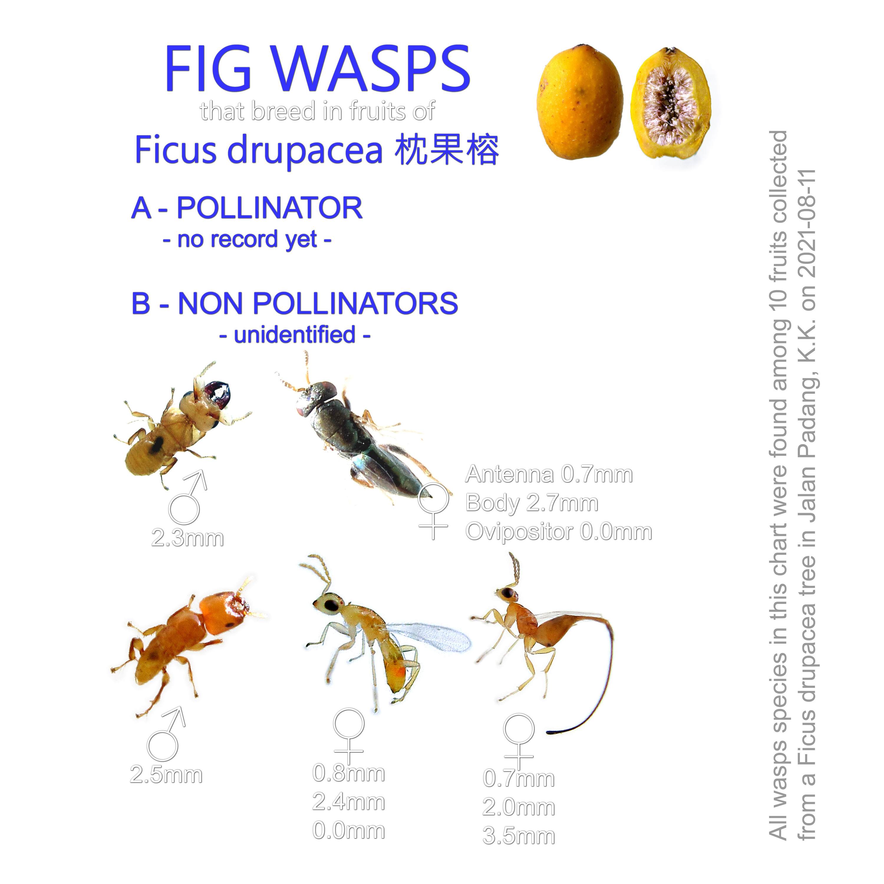 FIG WASPS that breed in fruits of Ficus drupacea 枕果榕
