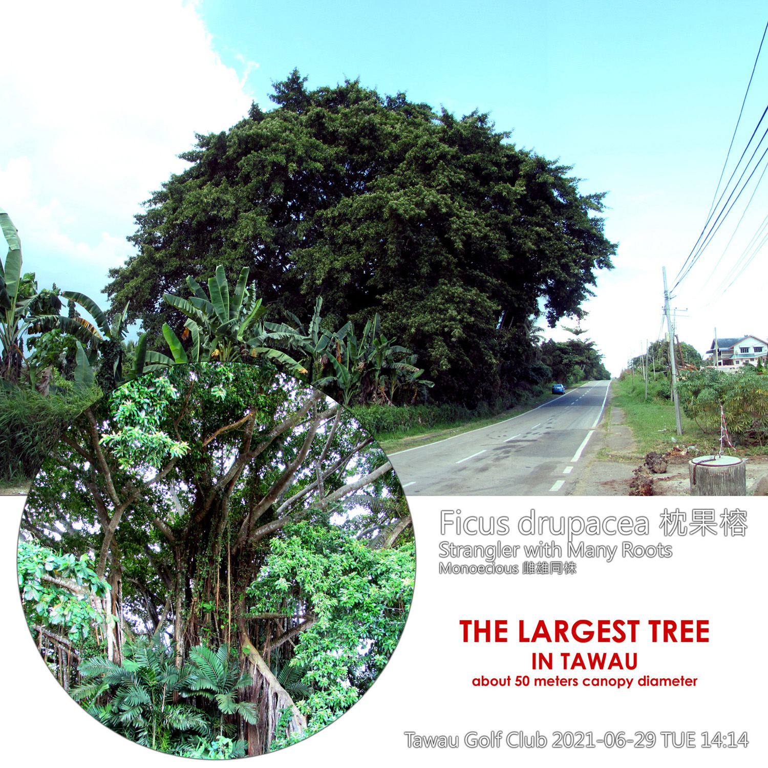 Ficus drupacea 枕果榕