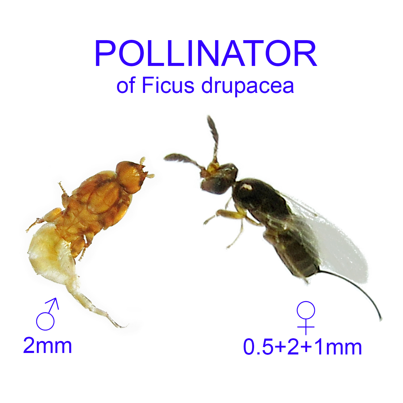 Ficus drupacea pollinator