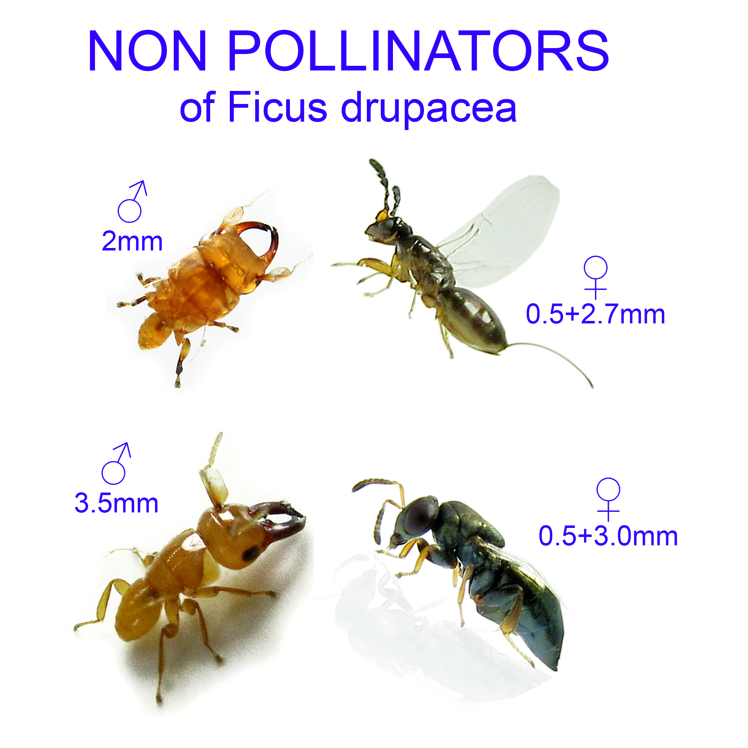 Ficus drupacea non-pollinator