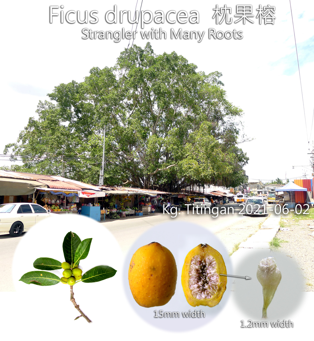 Ficus drupacea  枕果榕