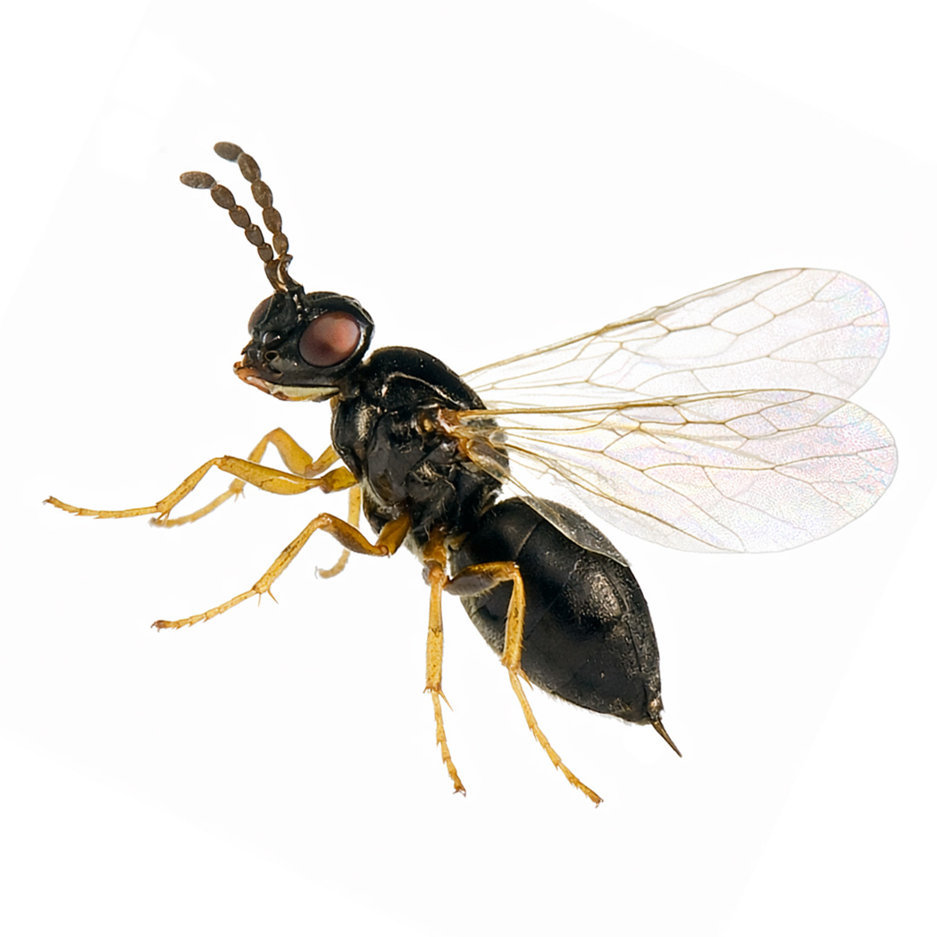 FEMALE POLLINATOR (Fig Wasp) of Ficus parietalis