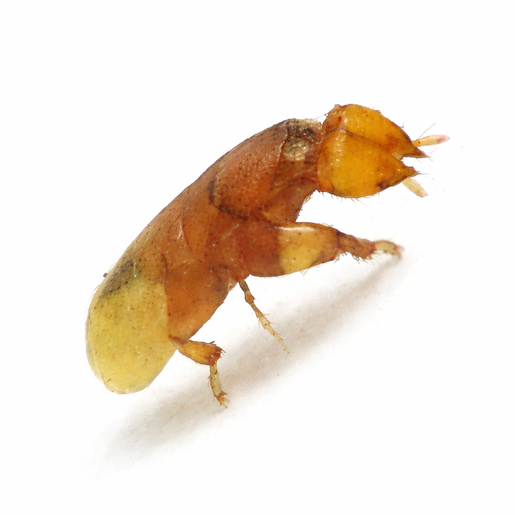 MALE POLLINATOR (Fig Wasp) of Ficus parietalis