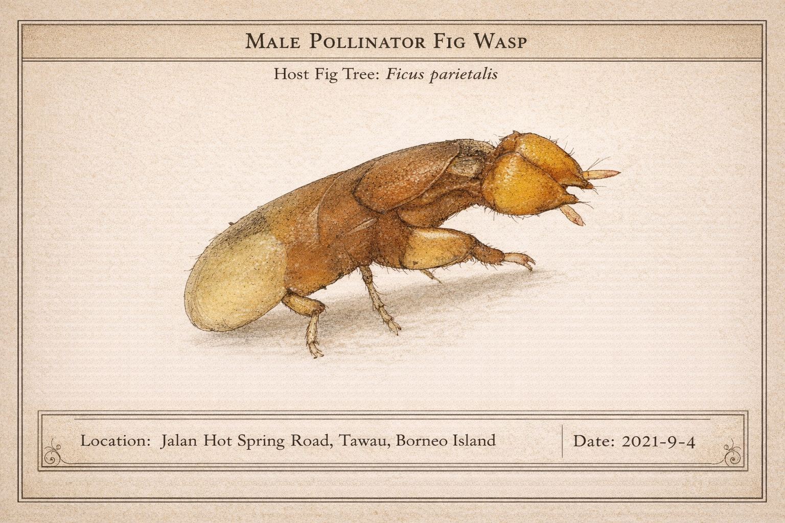 MALE POLLINATOR (Fig Wasp) of Ficus parietalis