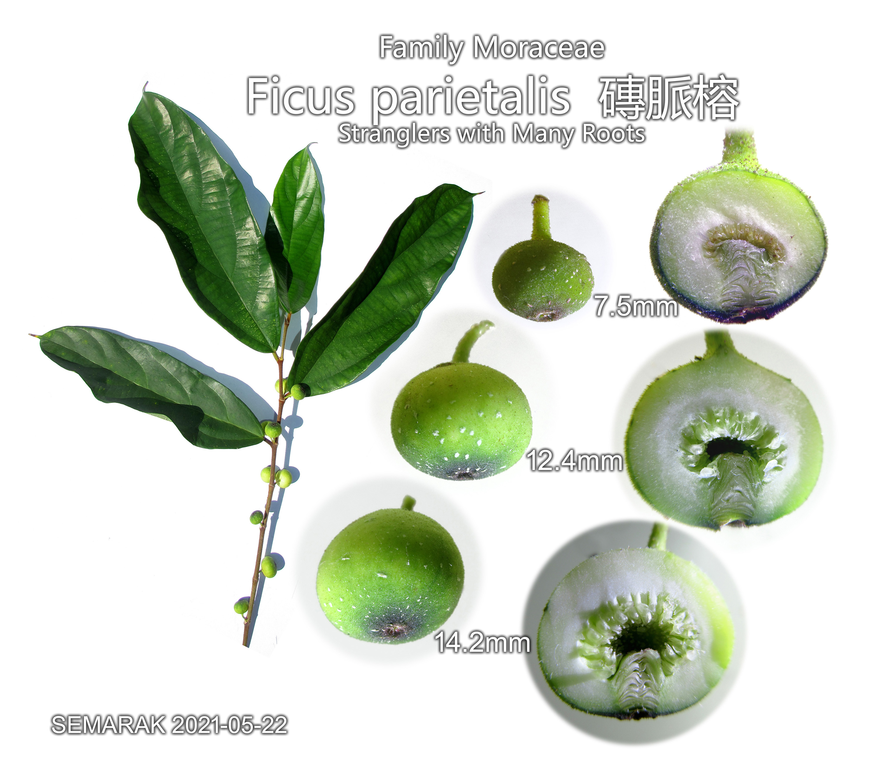 Ficus parietalis磚脈榕