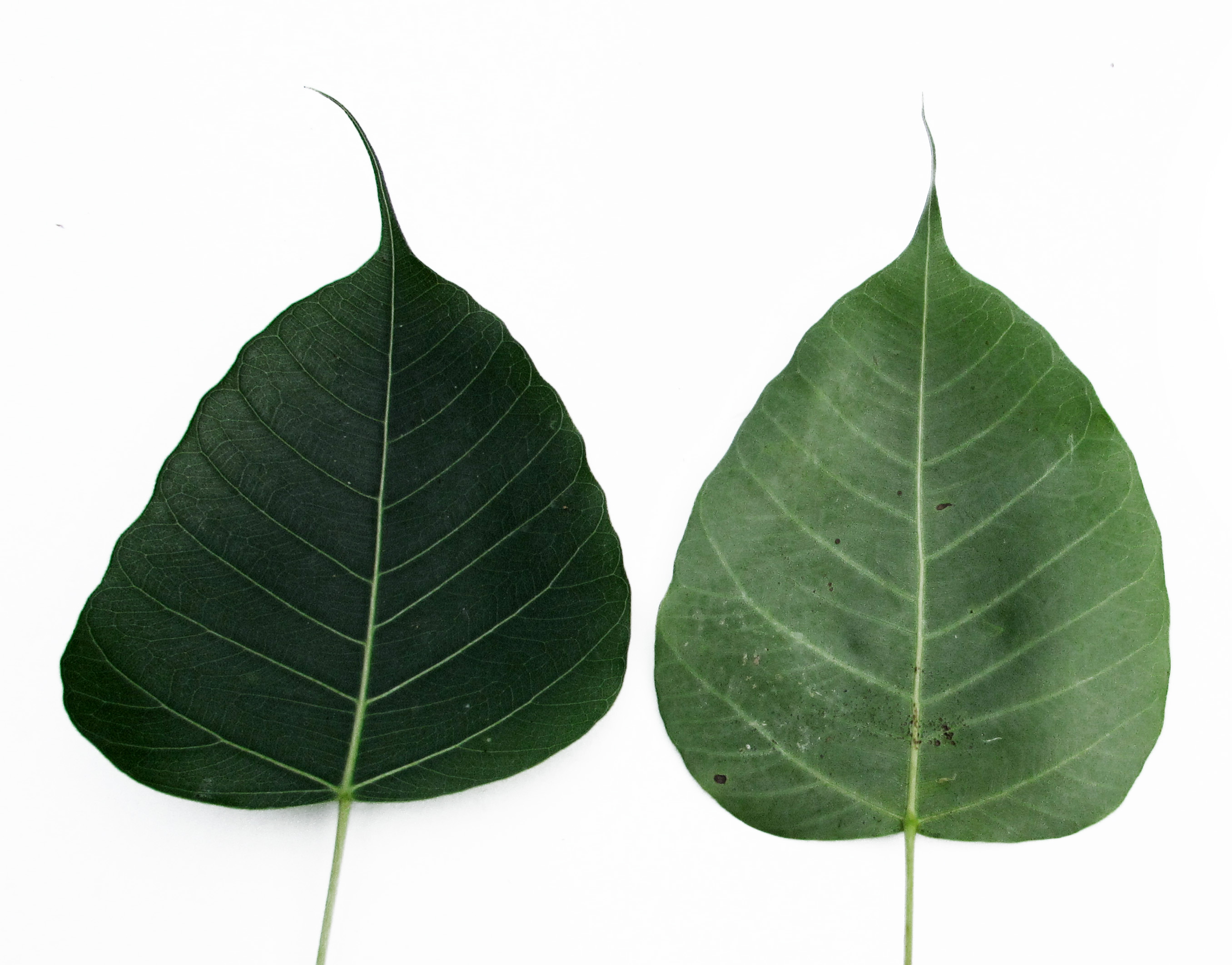 Ficus religiosa at temple