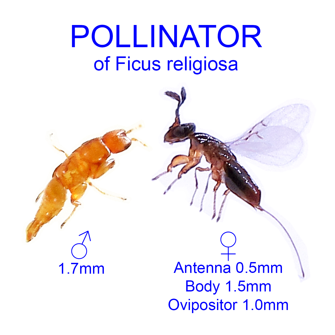 Ficus religiosa pollinator