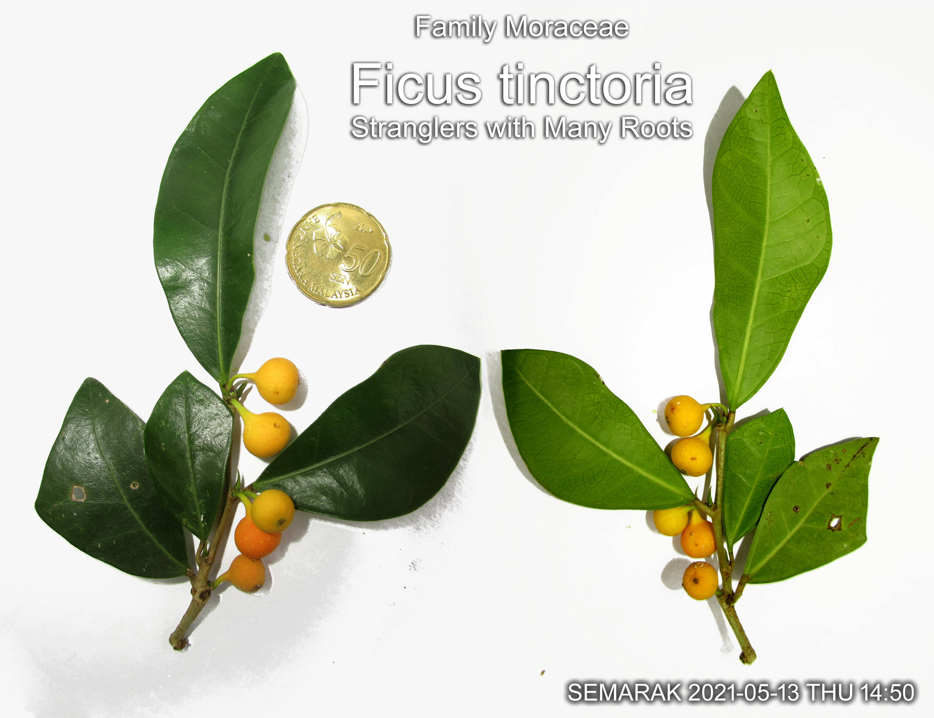 Ficus tinctoria