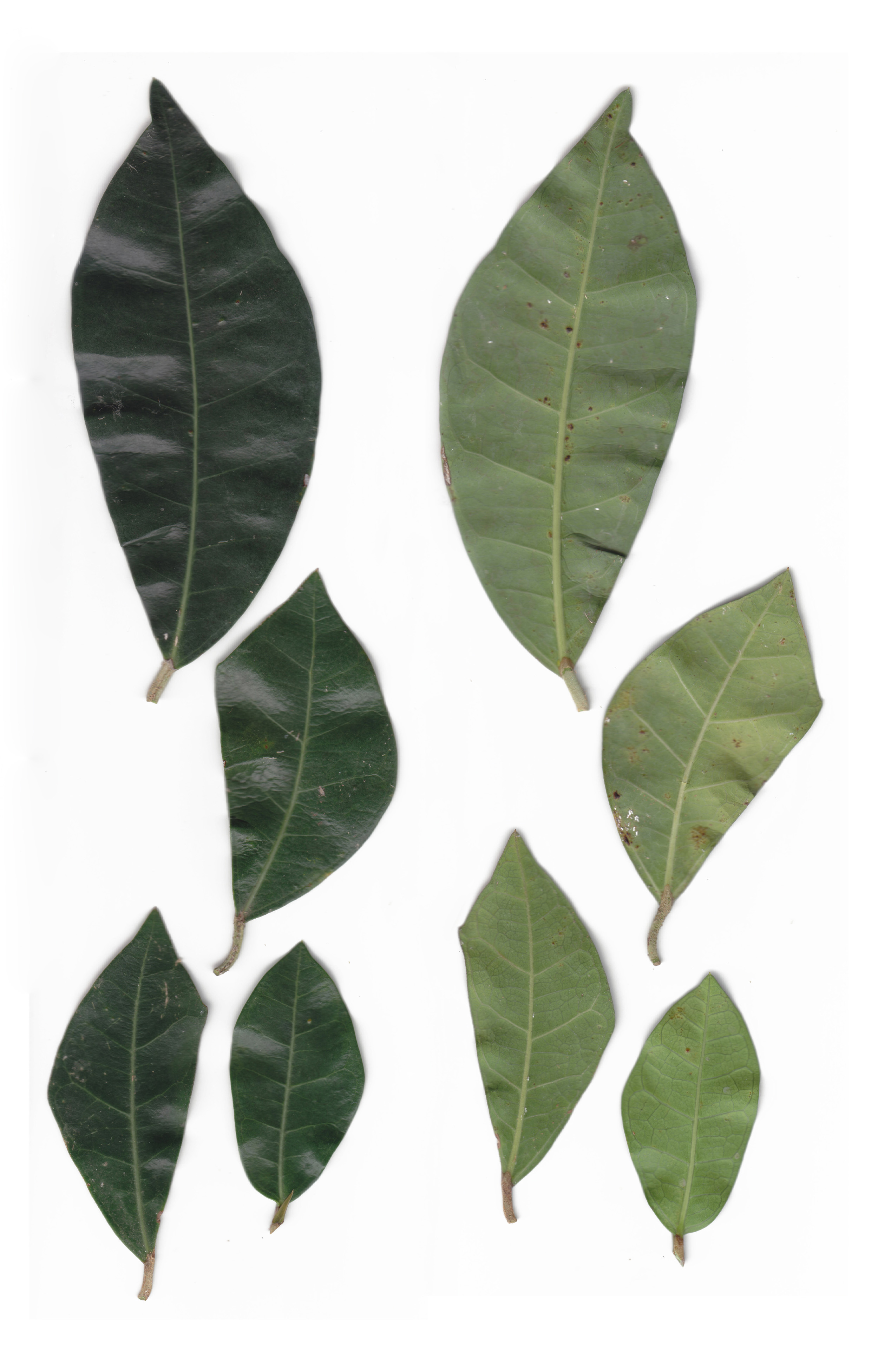Leaves of Ficus tinctoria