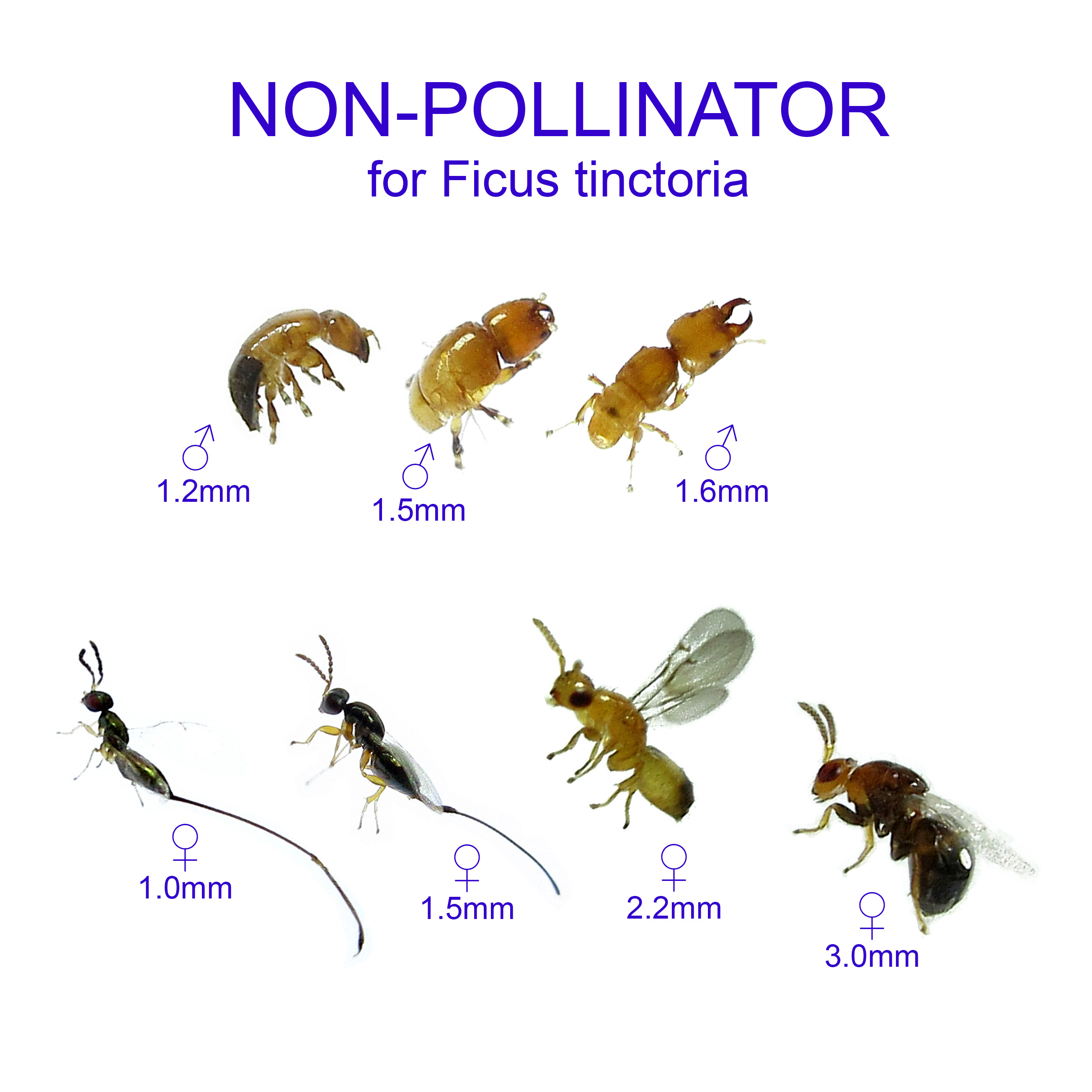 Ficus tinctoria non-pollinator