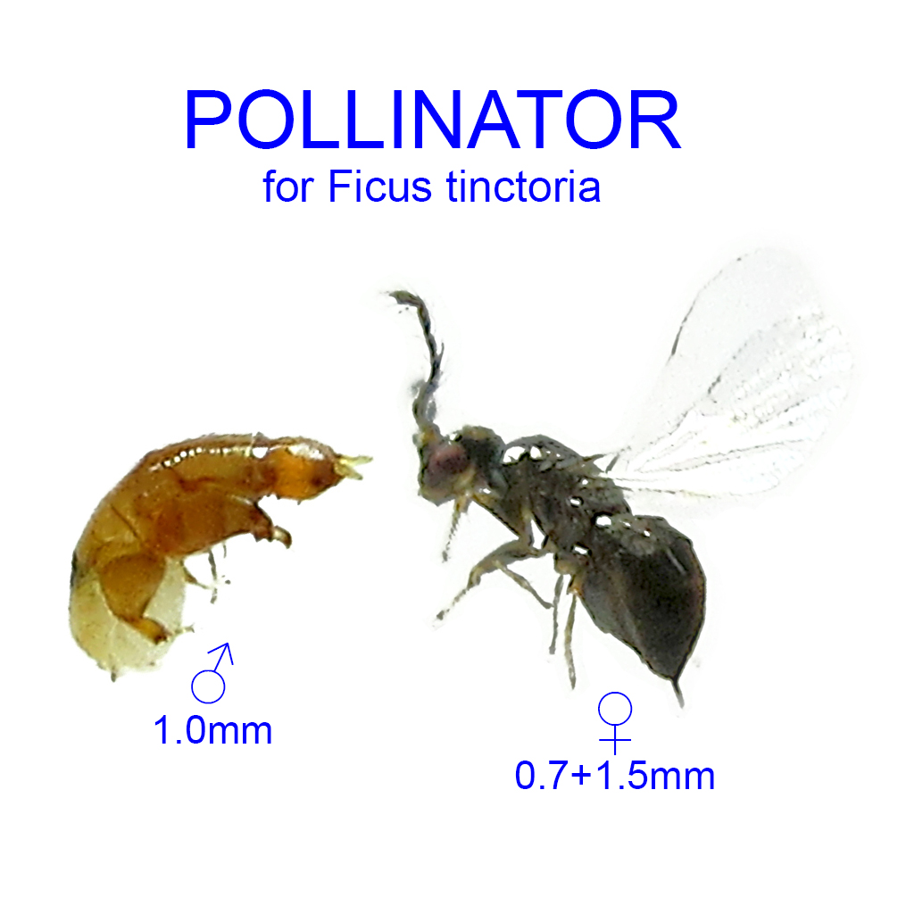 Ficus tinctoria pollinator