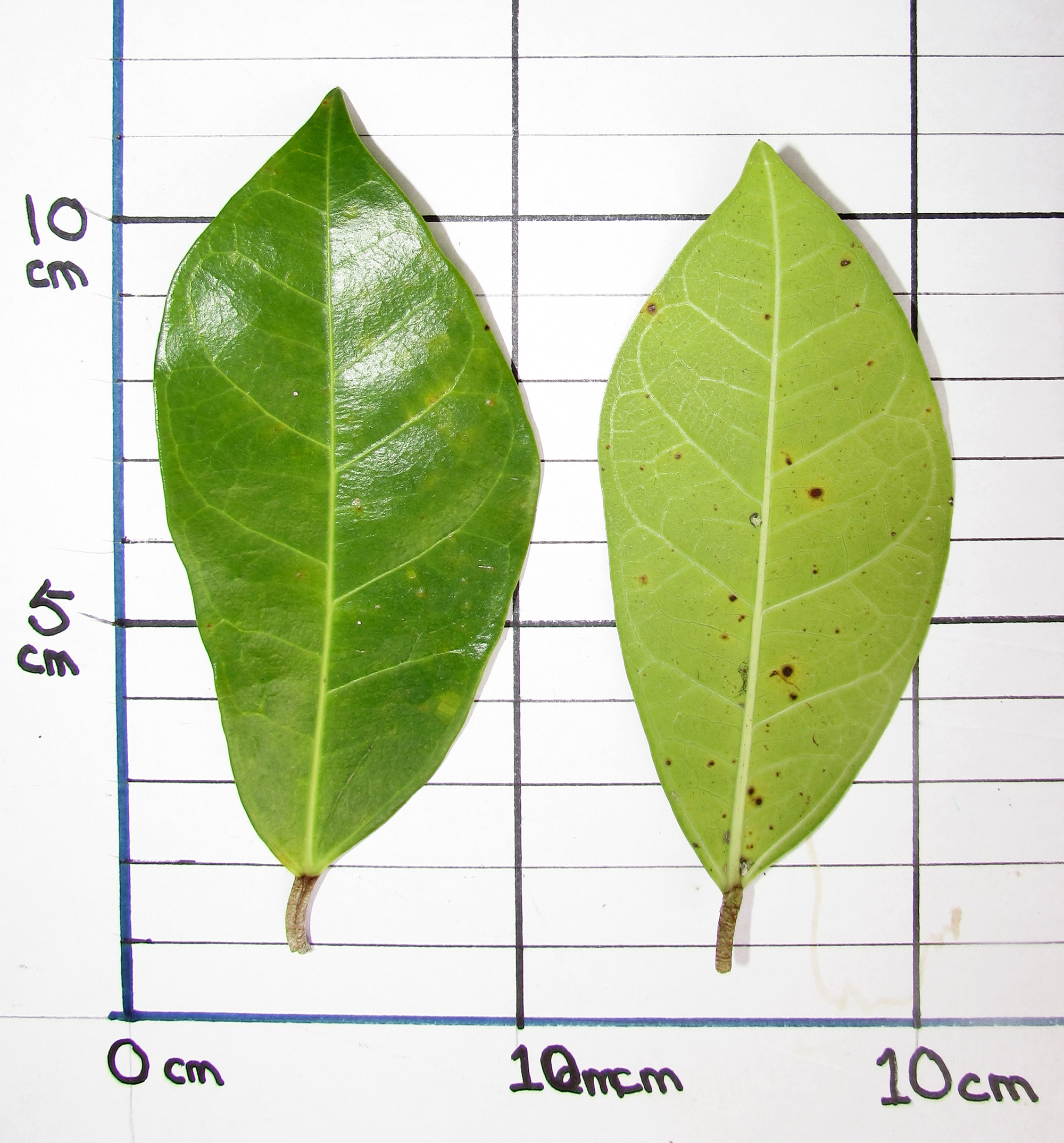 Leave from a female tree of Ficus tinctoria at Jalan Utara Baru, Tawau.