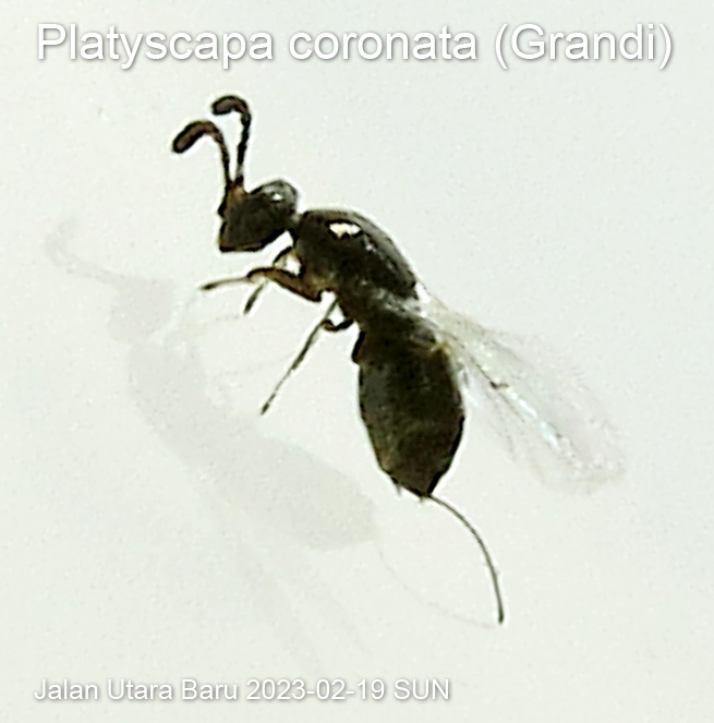 Platyscapa coronata (Grandi)