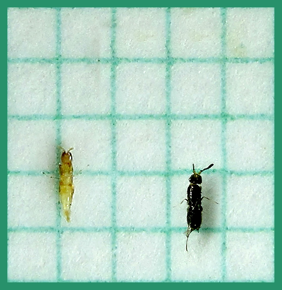 Pollinator of Ficus virens 大葉榕