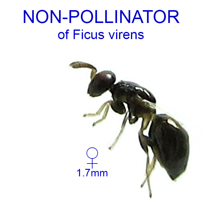 Ficus virens non-pollinator