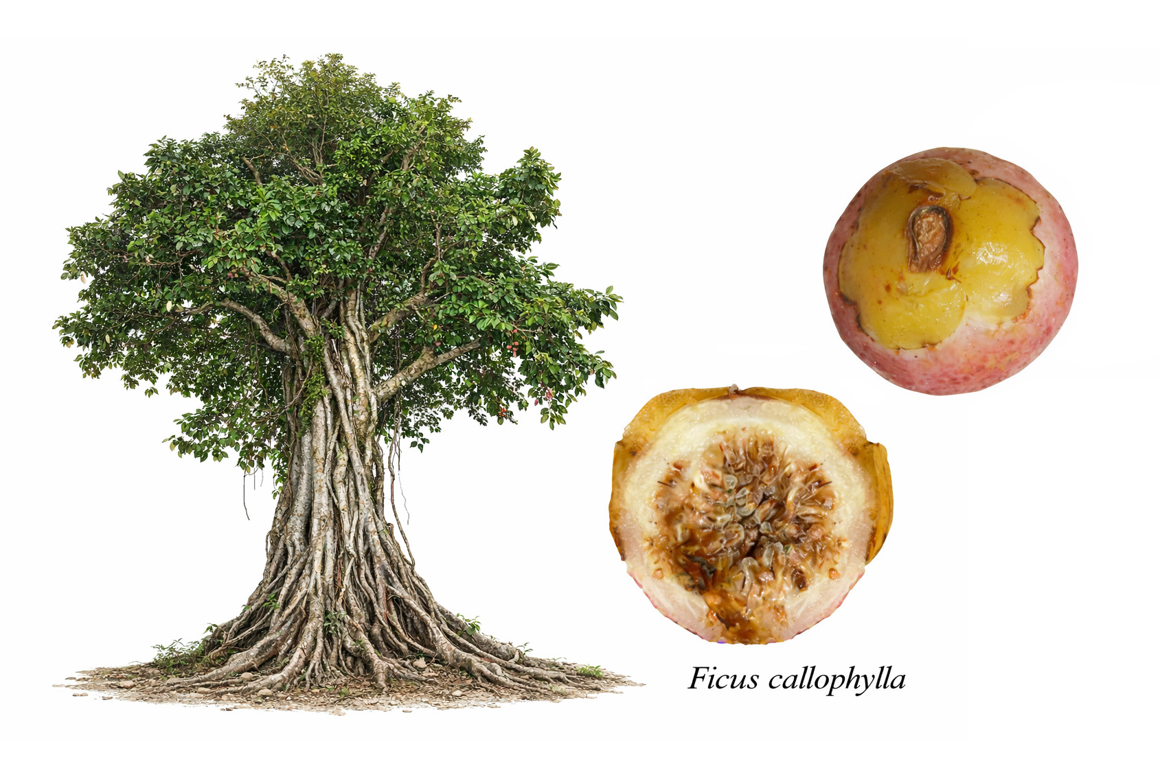 Ficus dubia - Strangler with One Trunk