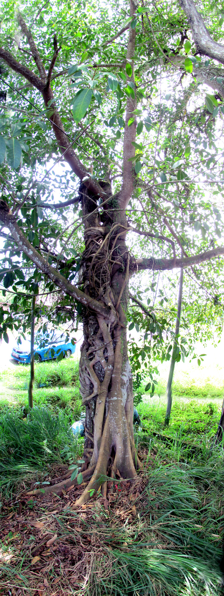 Mature Ficus dubia trunk