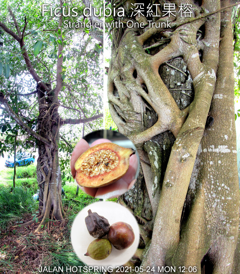 Ficus dubia trunk detail