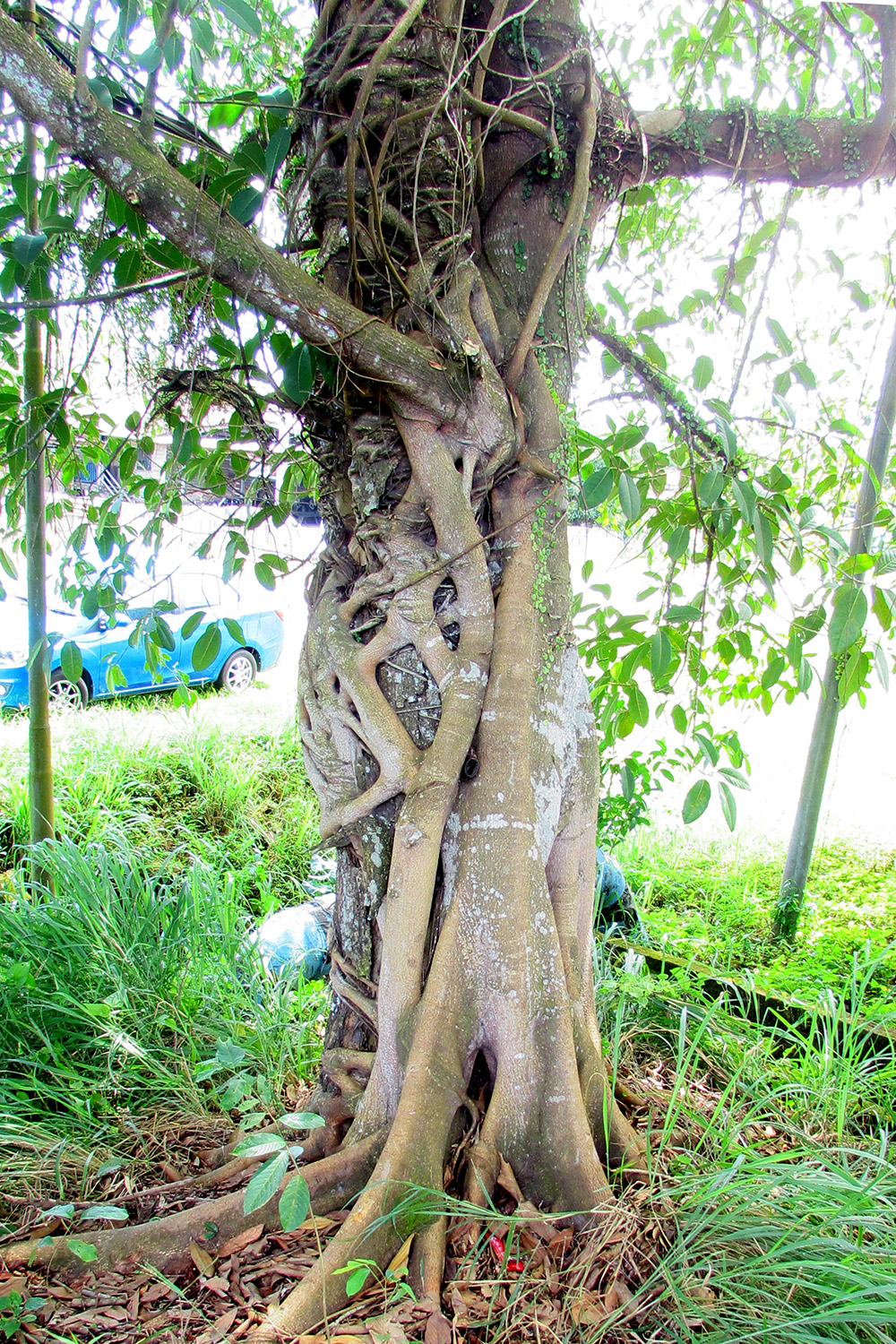 Ficus dubia at hot spring
